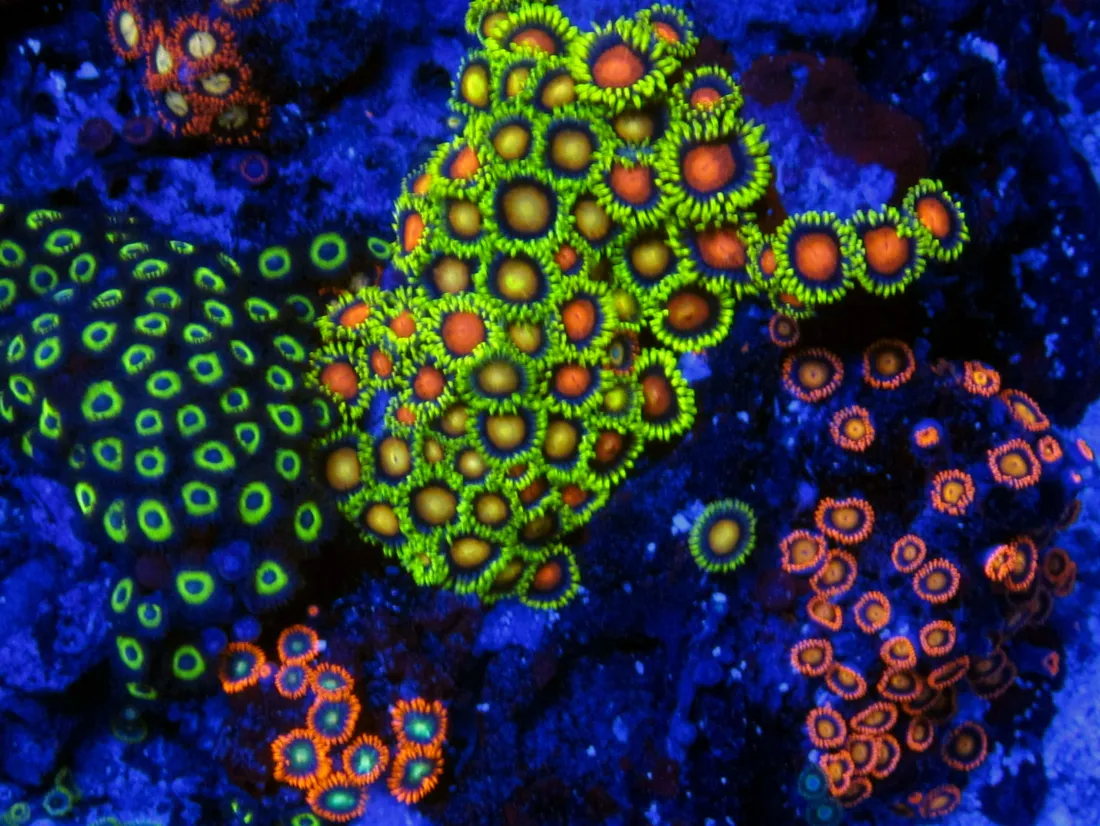 Zoanthid
