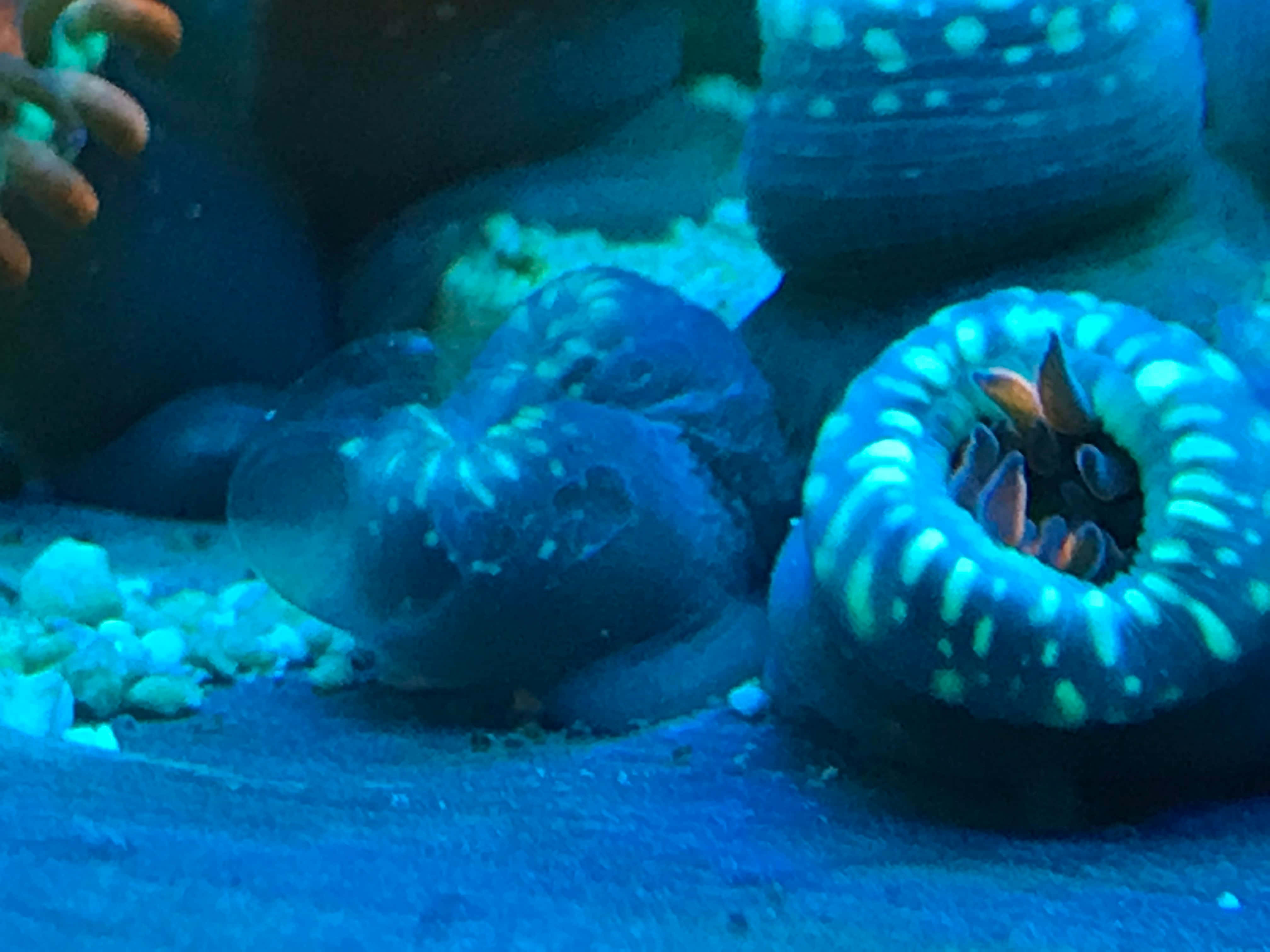 vibrant zoanthids, aquarium scene, glowing blue, 4K Desktop Wallpaper