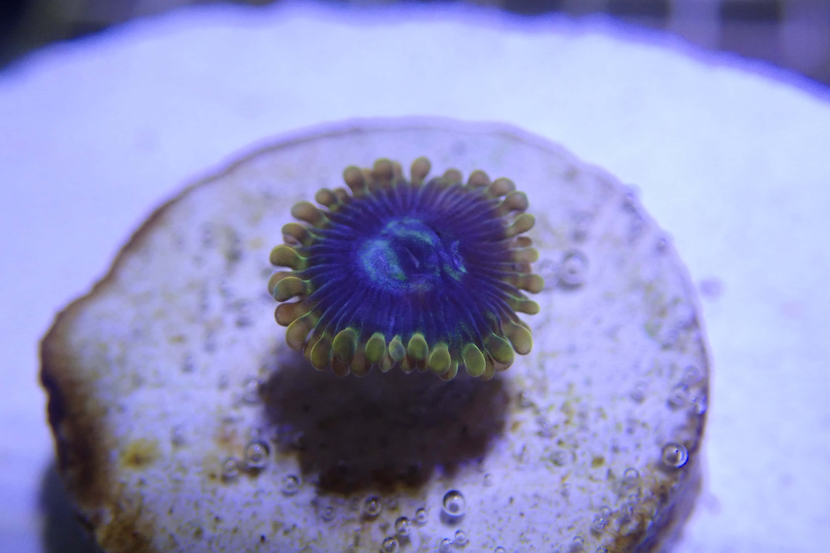 vibrant purple and green mushroom coral, yellow-tipped tentacles, textured rock, 2K Desktop Wallpaper