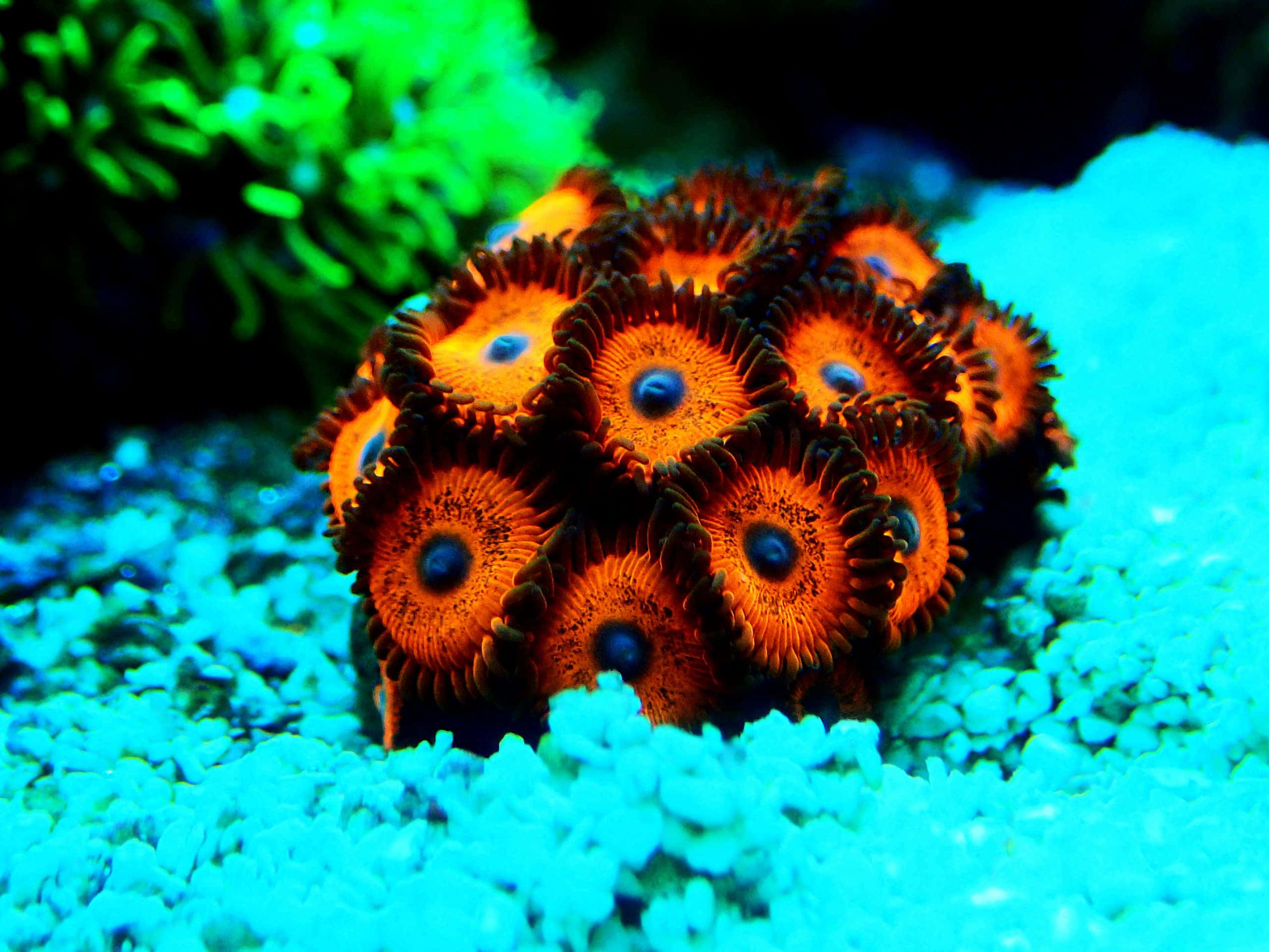 vibrant orange coral polyps, blue centers, bright blue gravel, 2K Desktop Wallpaper