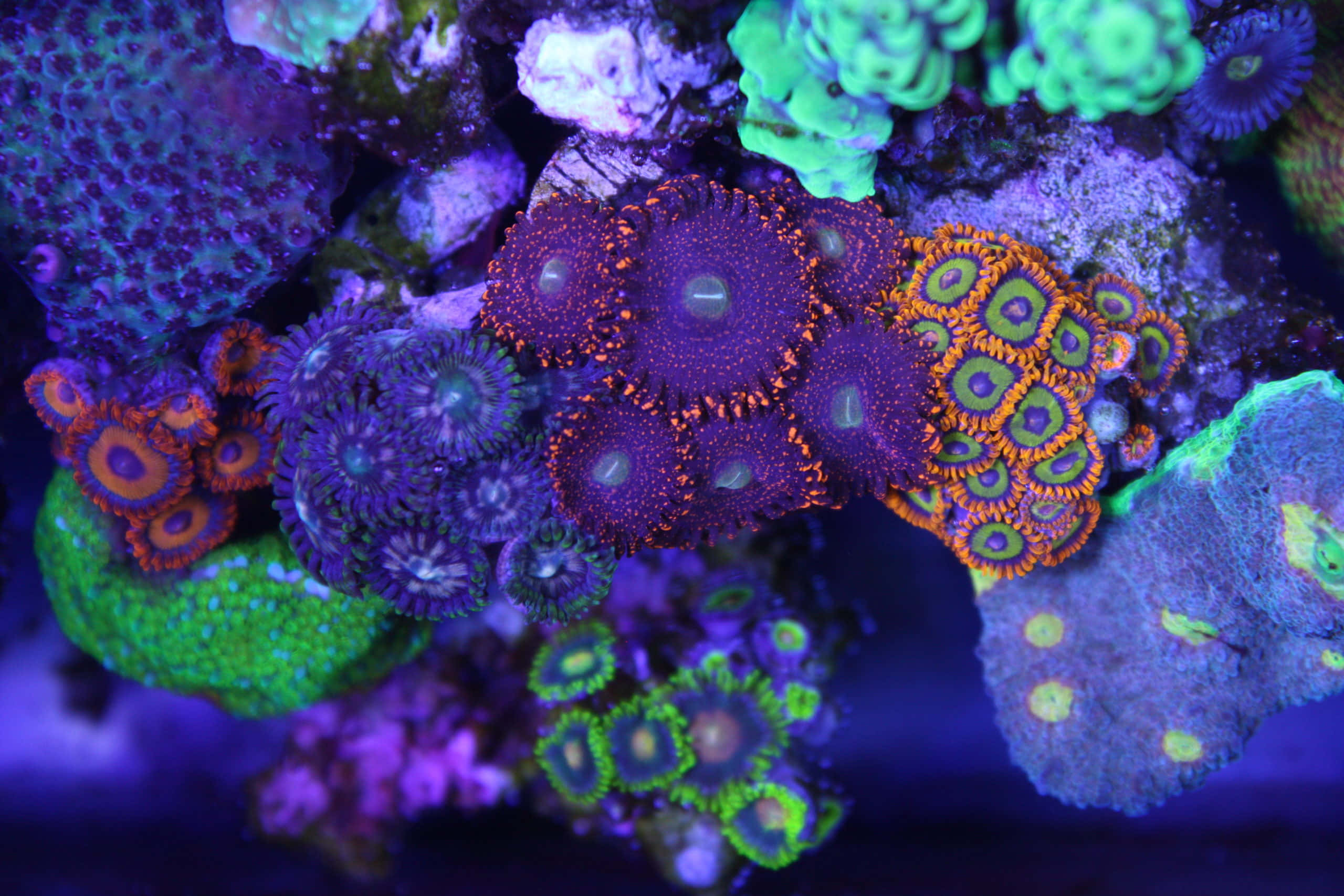 vibrant zoanthids, coral reef, electric purple, 2K Desktop Wallpaper
