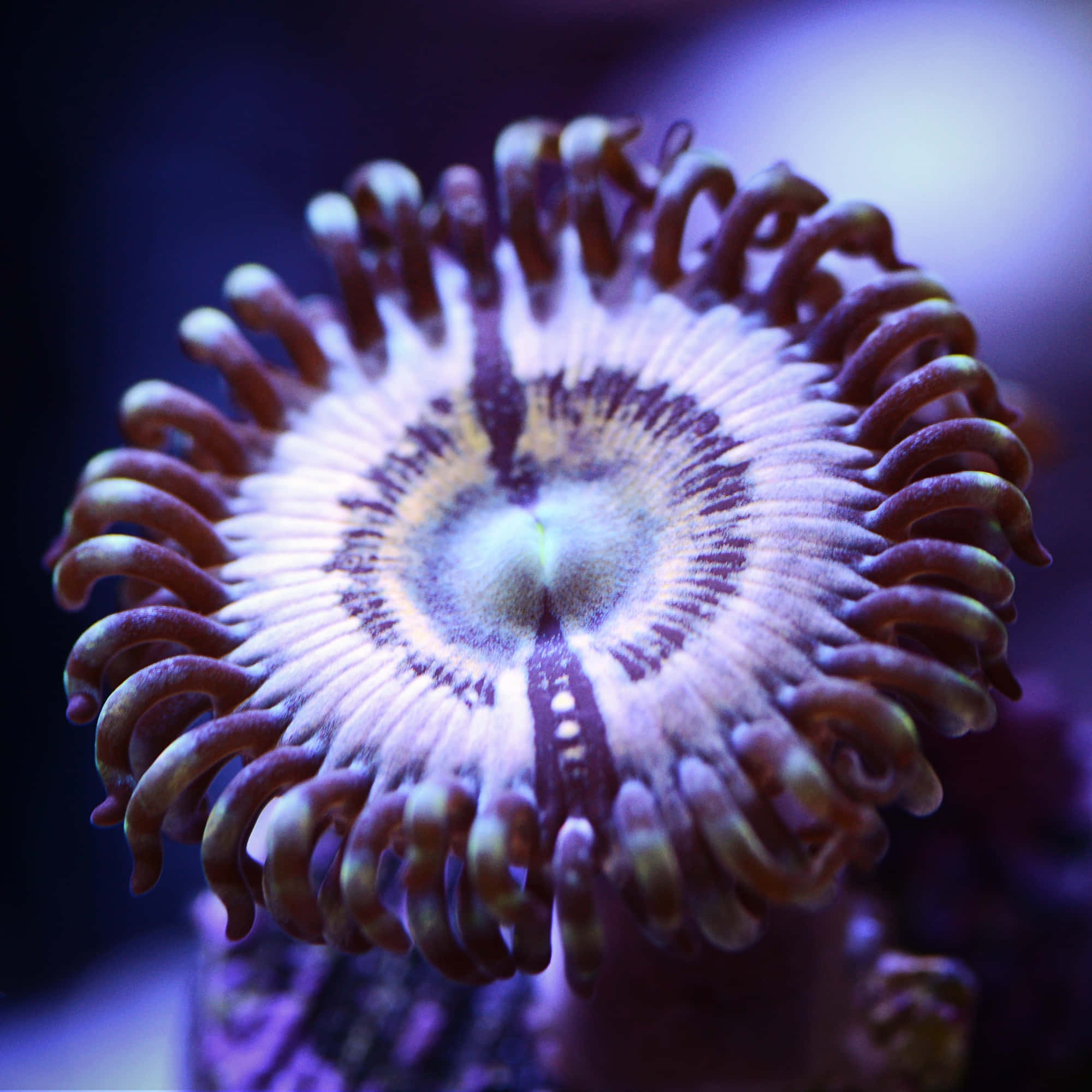 Zoanthid, vibrant purple and white, tentacles, Full HD Desktop Wallpaper