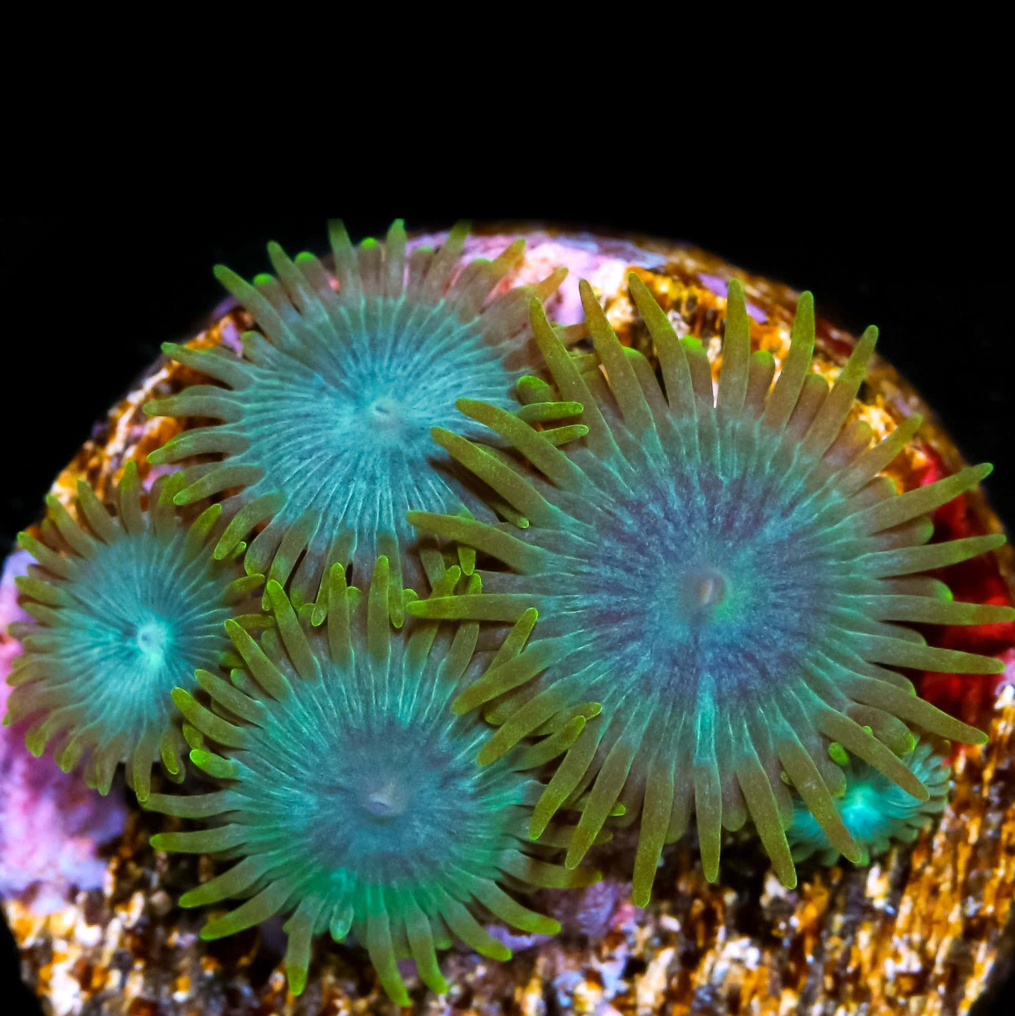 vibrant blue, vibrant green, sea anemones, Full HD Phone Wallpaper