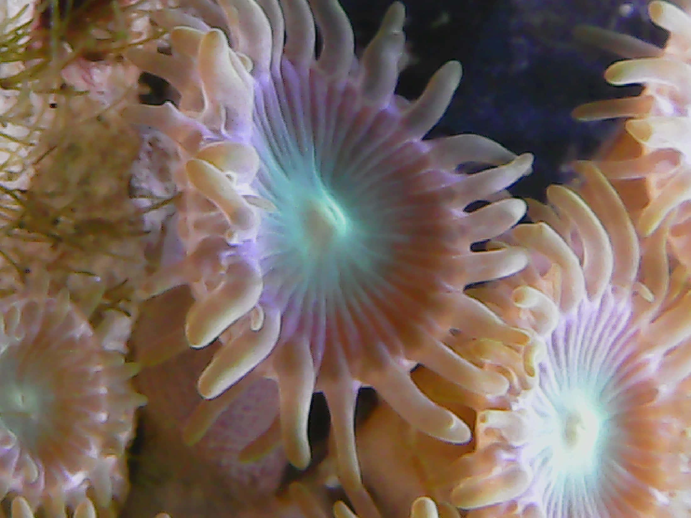 zoanthids, glowing pink, orange sea anemones, Full HD Desktop Wallpaper