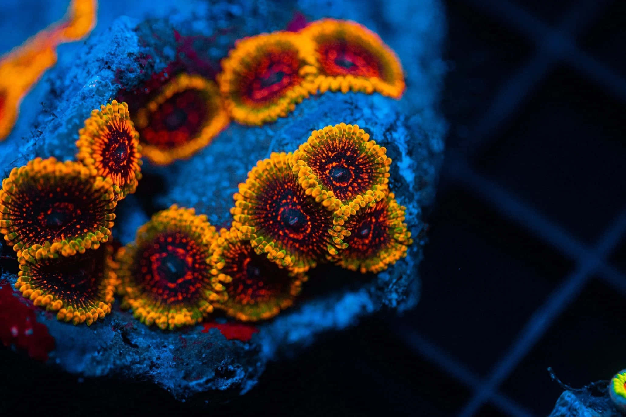 vibrant orange and red coral polyps, deep blue rocky surface, dimly lit aquarium setting, Full HD Desktop Wallpaper