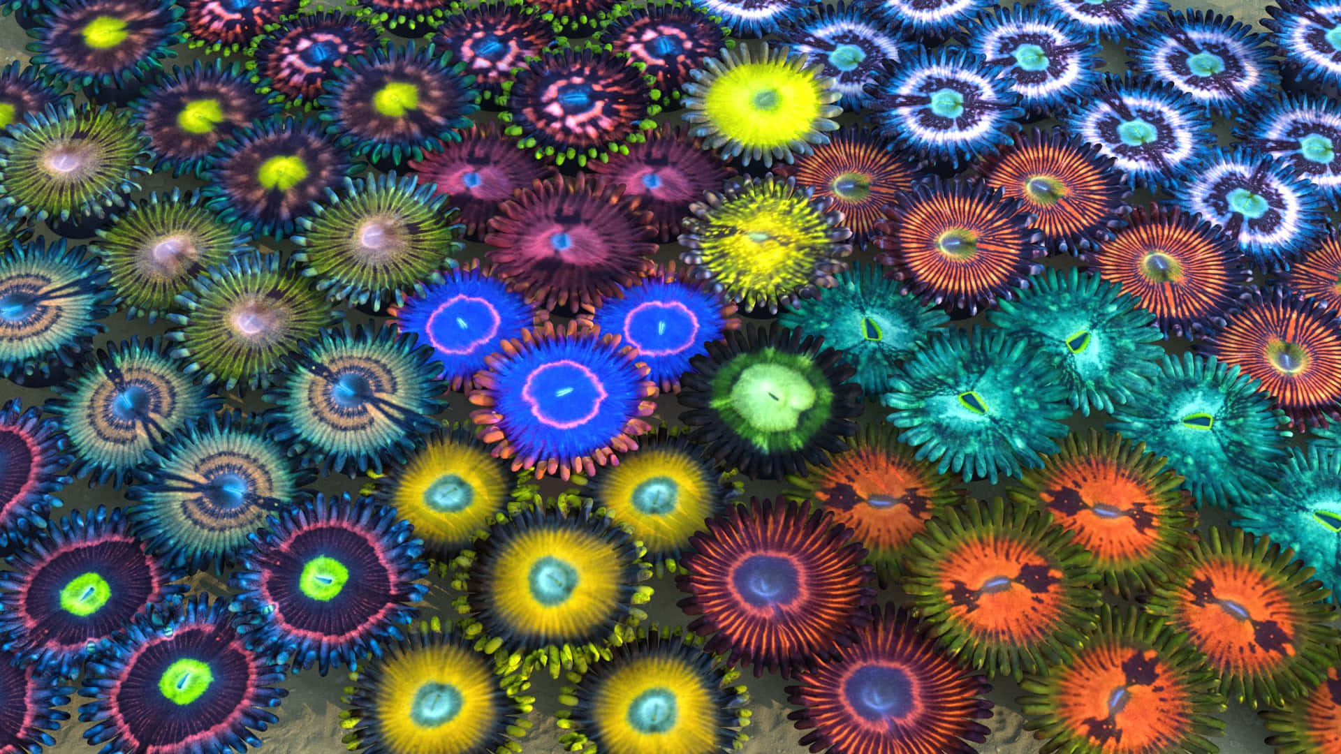 Zoanthid, vibrant colorful sea anemones, glowing centers, Full HD Desktop Wallpaper