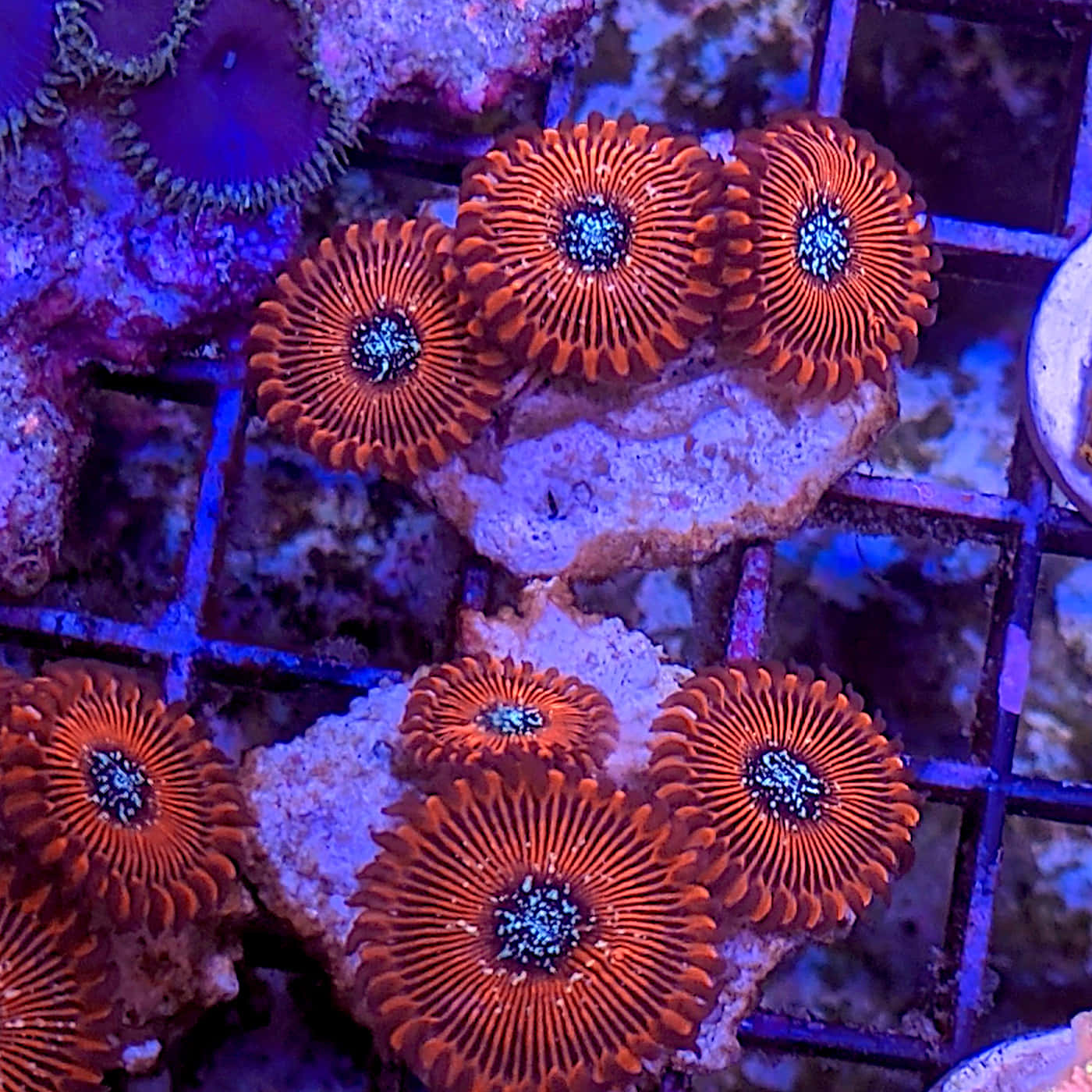 vibrant orange zoanthids, blue centers, purple aquarium lighting, HD Desktop Wallpaper
