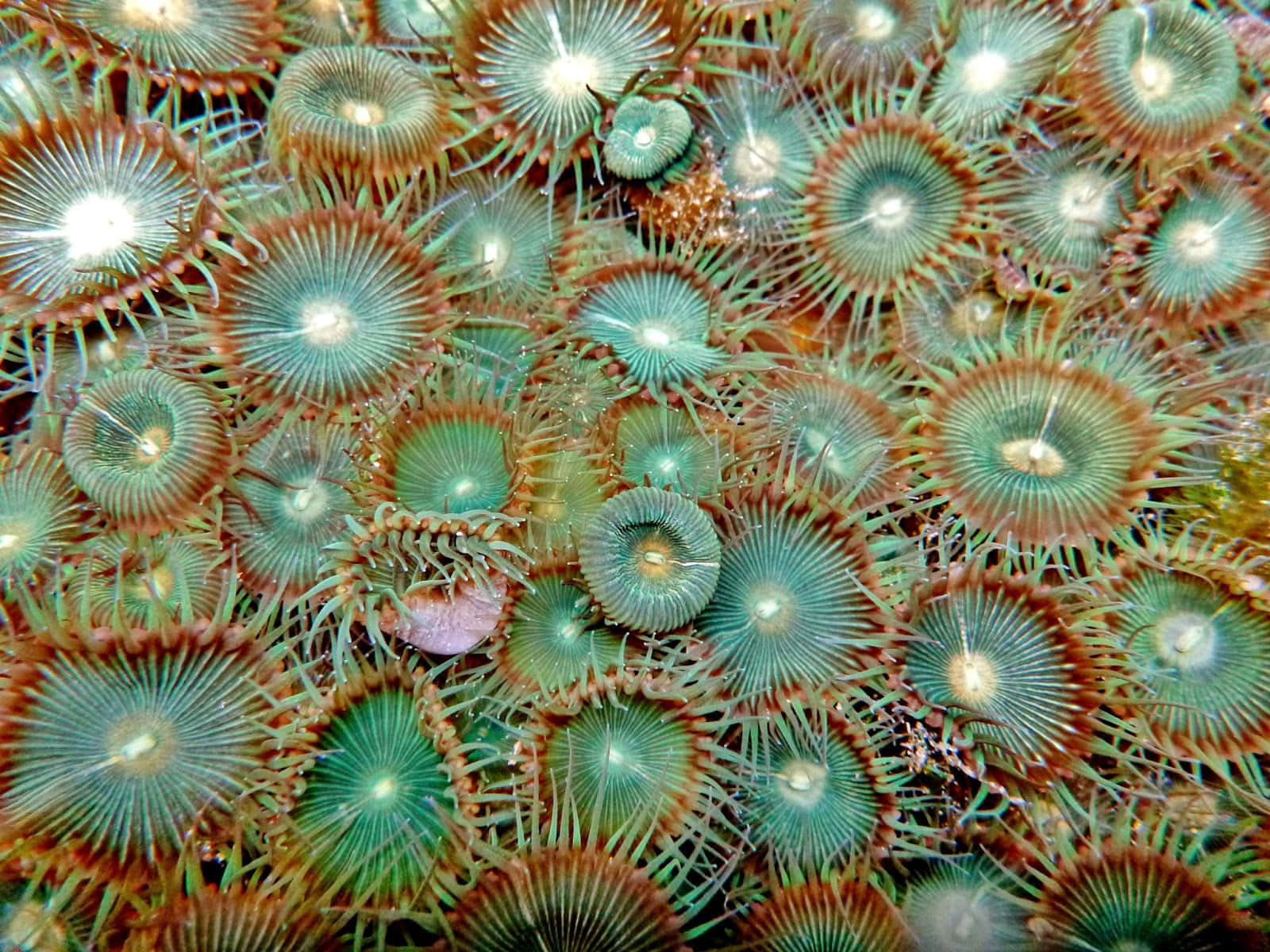 vibrant green, orange sea anemones, feathery tentacles, HD Desktop Wallpaper