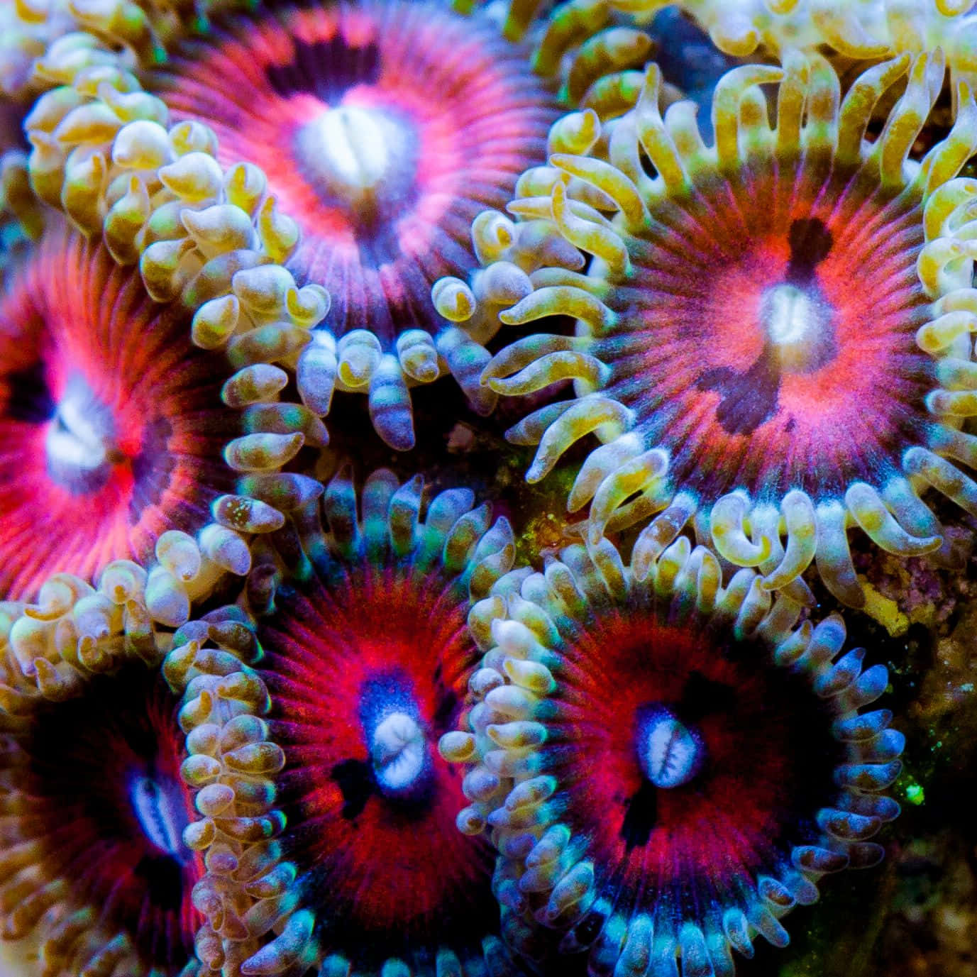 Zoanthid, pink red and blue centers, yellow tentacles, HD Desktop Wallpaper