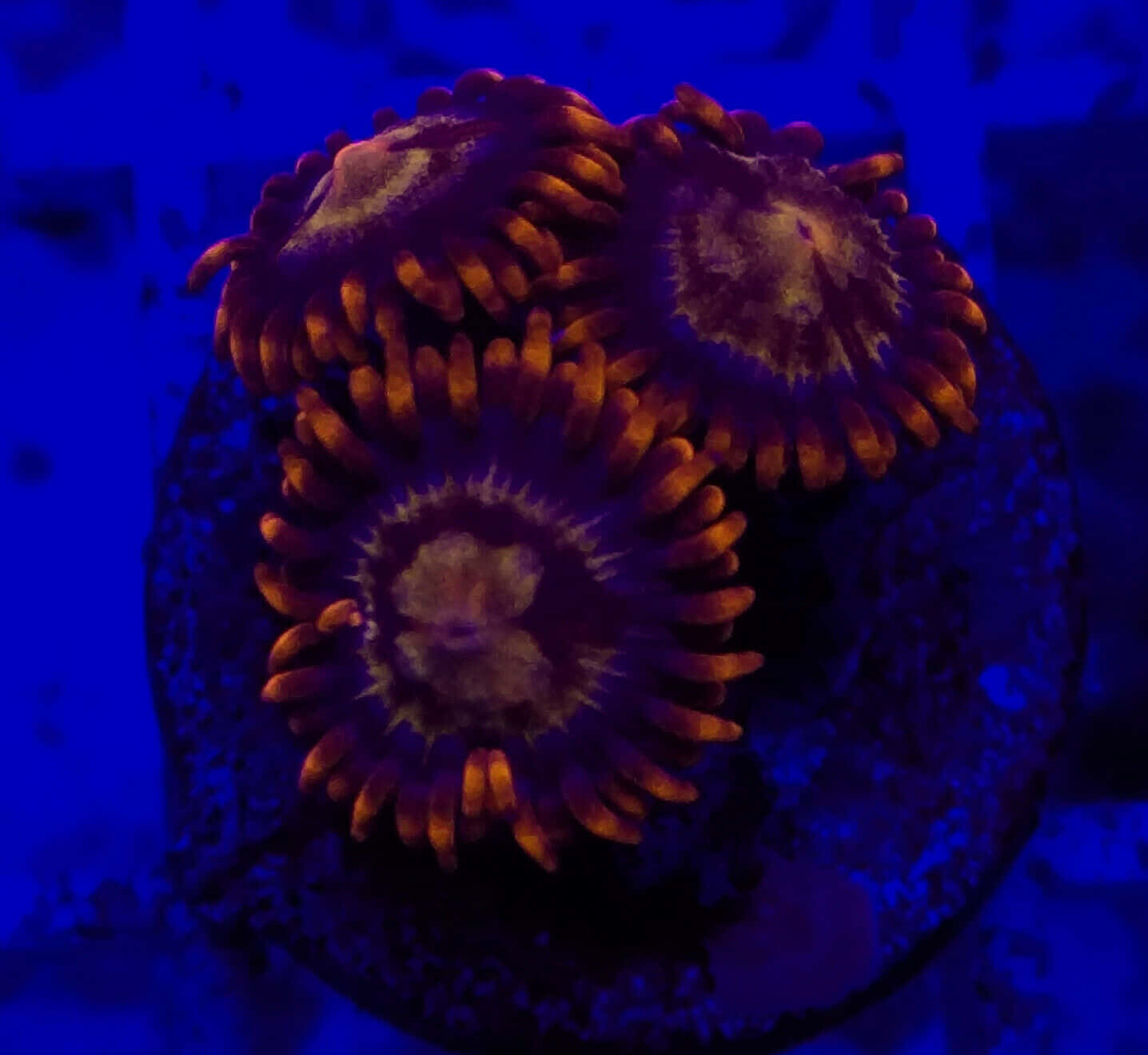 Zoanthid, vibrant orange, deep blue underwater backdrop, HD Desktop Wallpaper