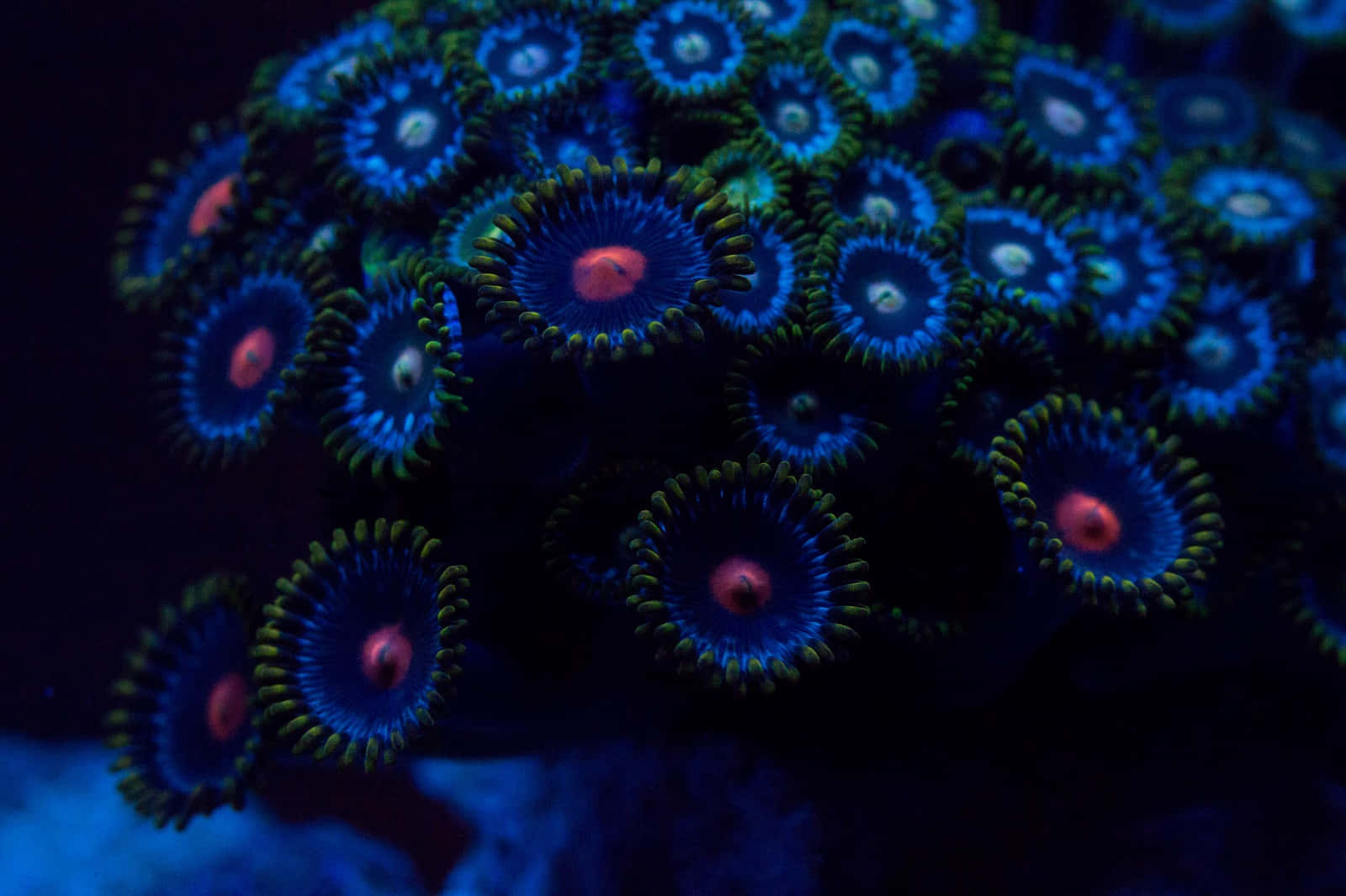 vibrant blue, vibrant red, polyps, HD Desktop Wallpaper