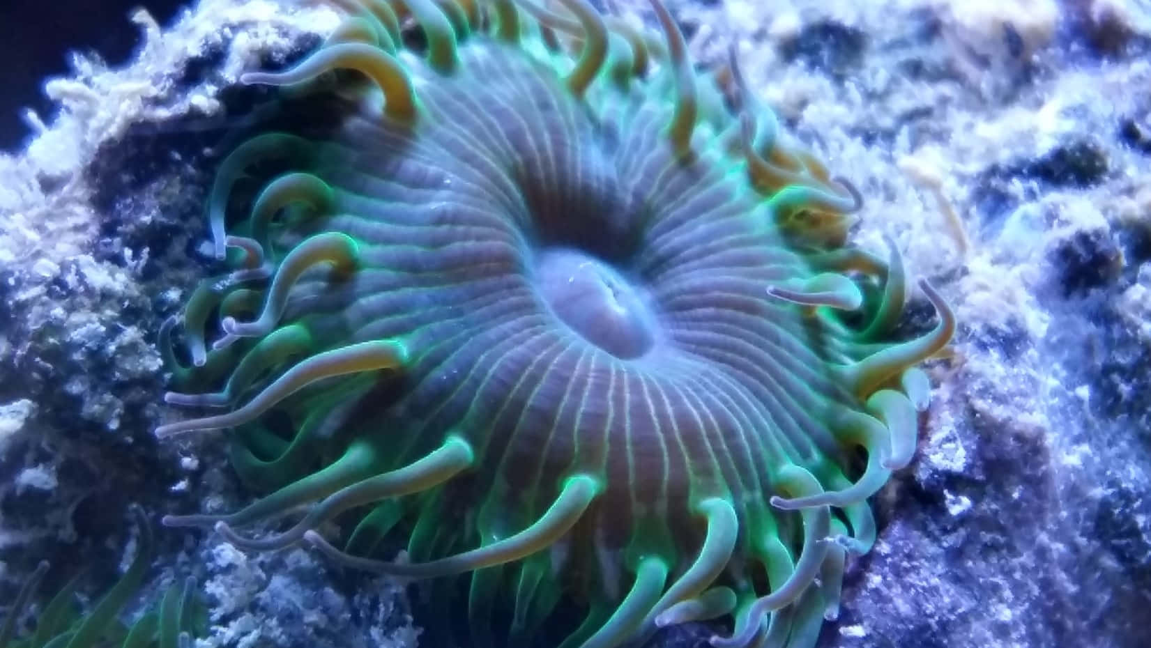 vibrant green, yellow sea anemone, flowing tentacles, HD Desktop Wallpaper