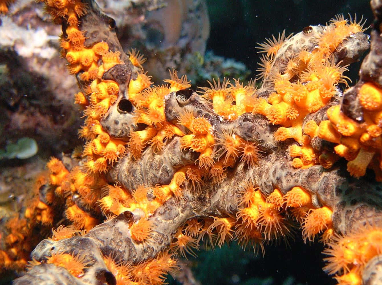 vibrant orange zoanthidson reef, vibrant orange sea anemones, textured gray coral branch, HD Desktop Wallpaper