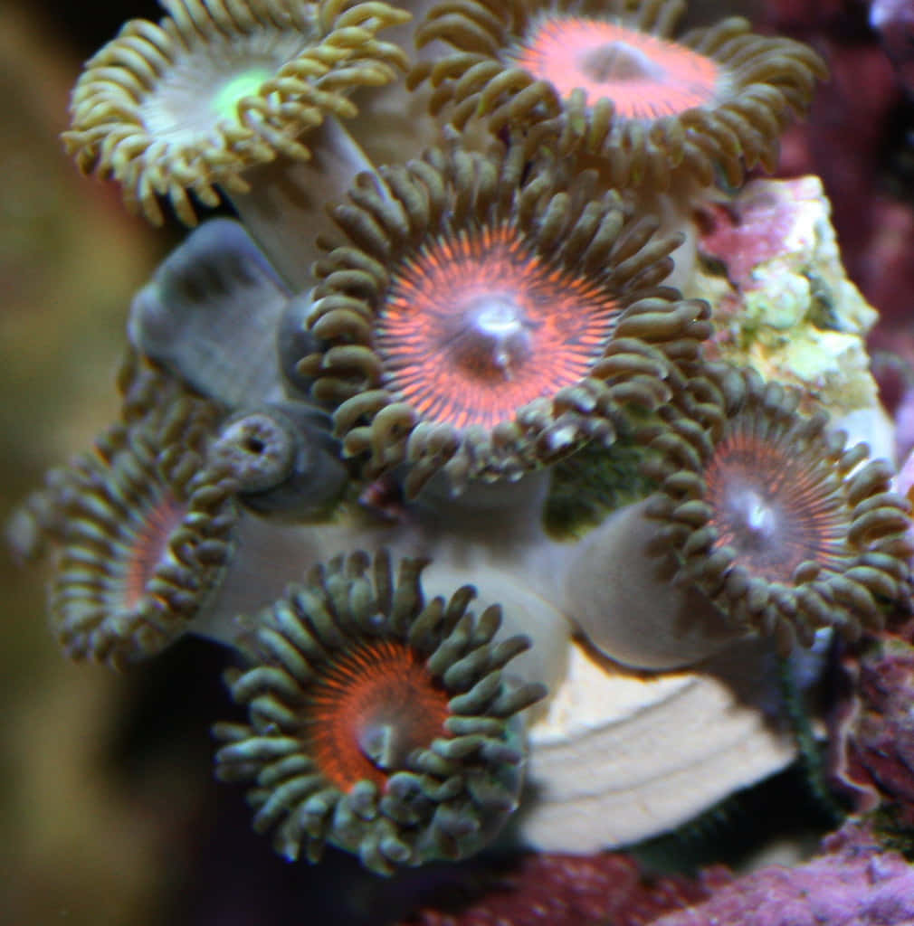 vibrant zoanthids, glowing orange centers, feathery tentacles, SD Phone Wallpaper