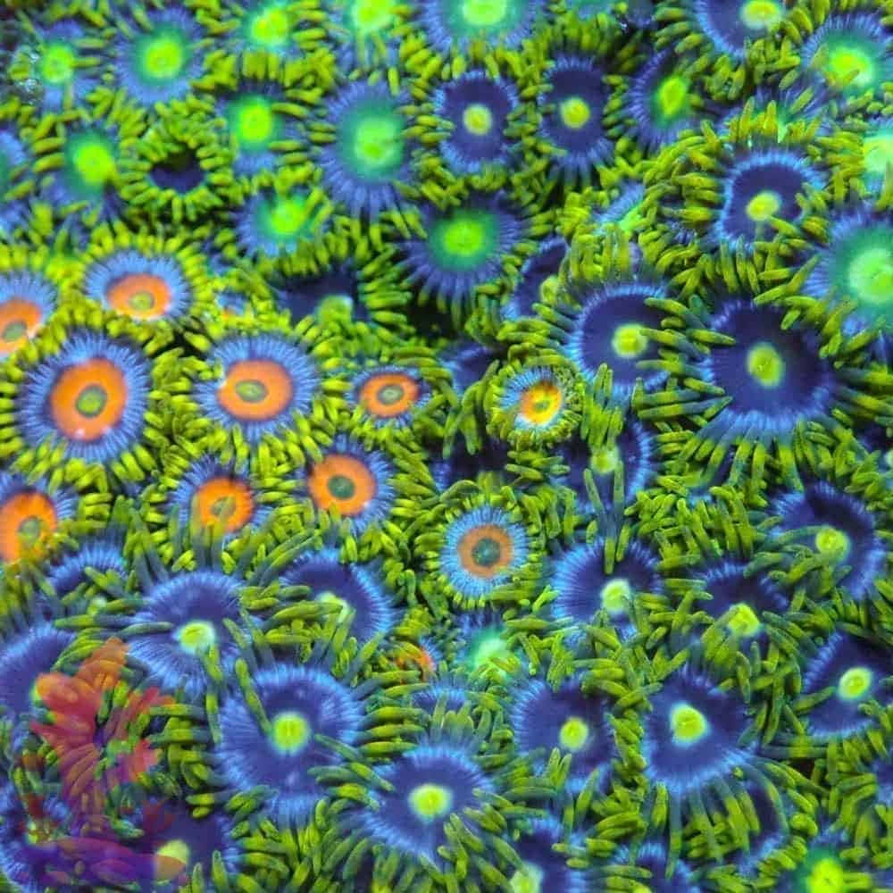 zoanthids, neon green, blue, SD Desktop Wallpaper