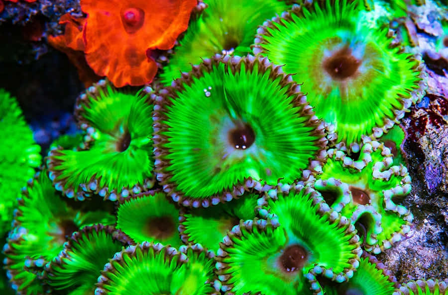 vibrant zoanthids, coral reef, green and orange coral polyps, SD Desktop Wallpaper