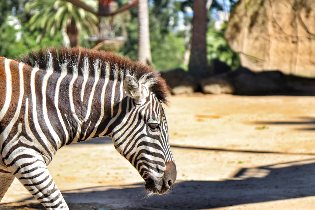 Zoe Zebra