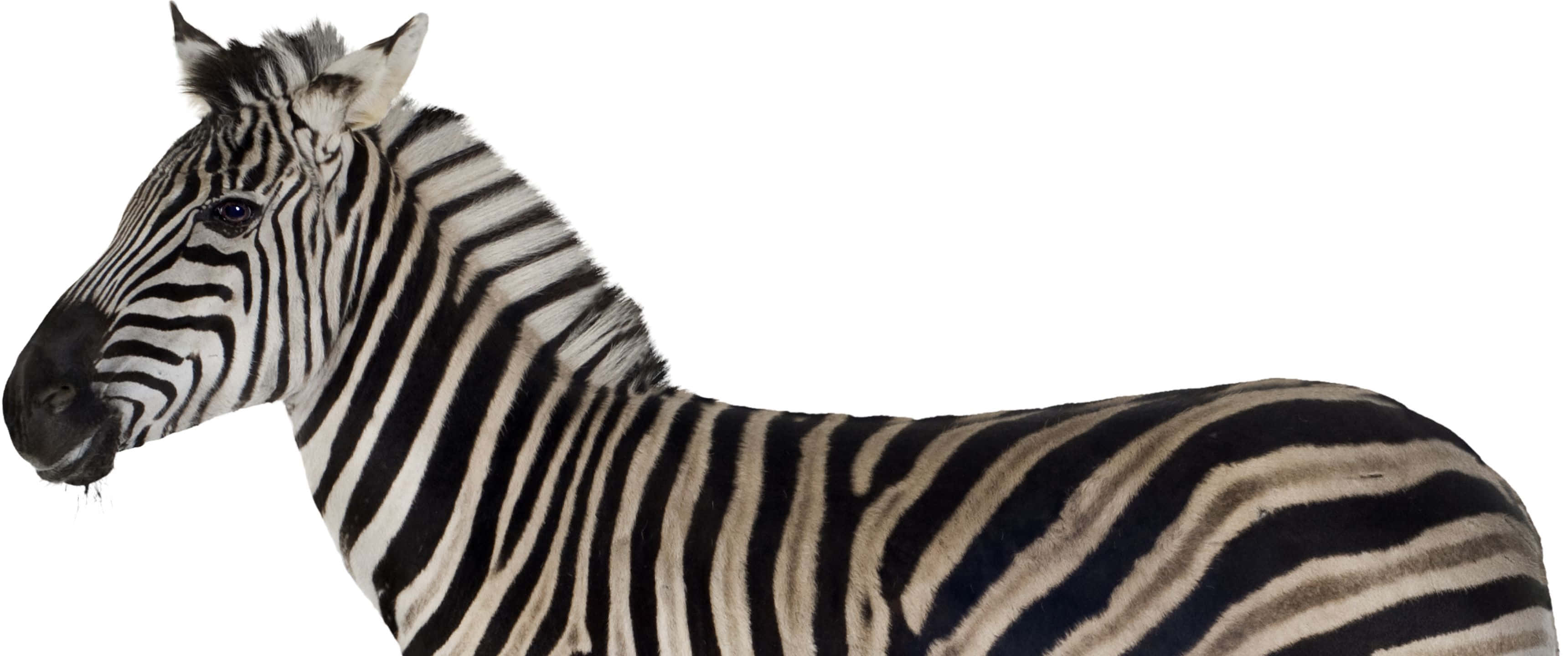 3440x1440, black and white zebra, side profile, 2K Desktop Wallpaper