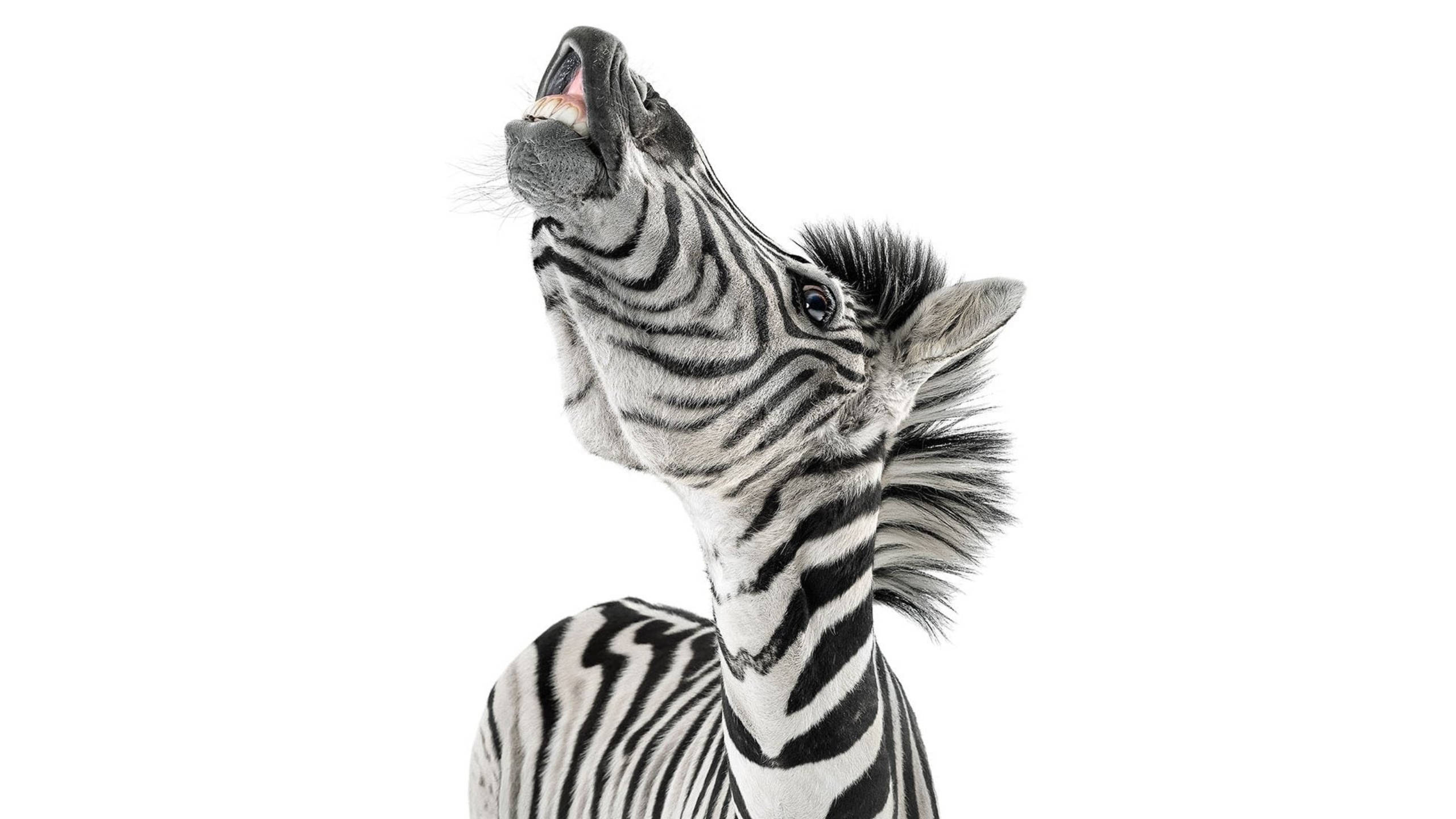 Zebra, black and white stripes, stark white background, 2K Desktop Wallpaper