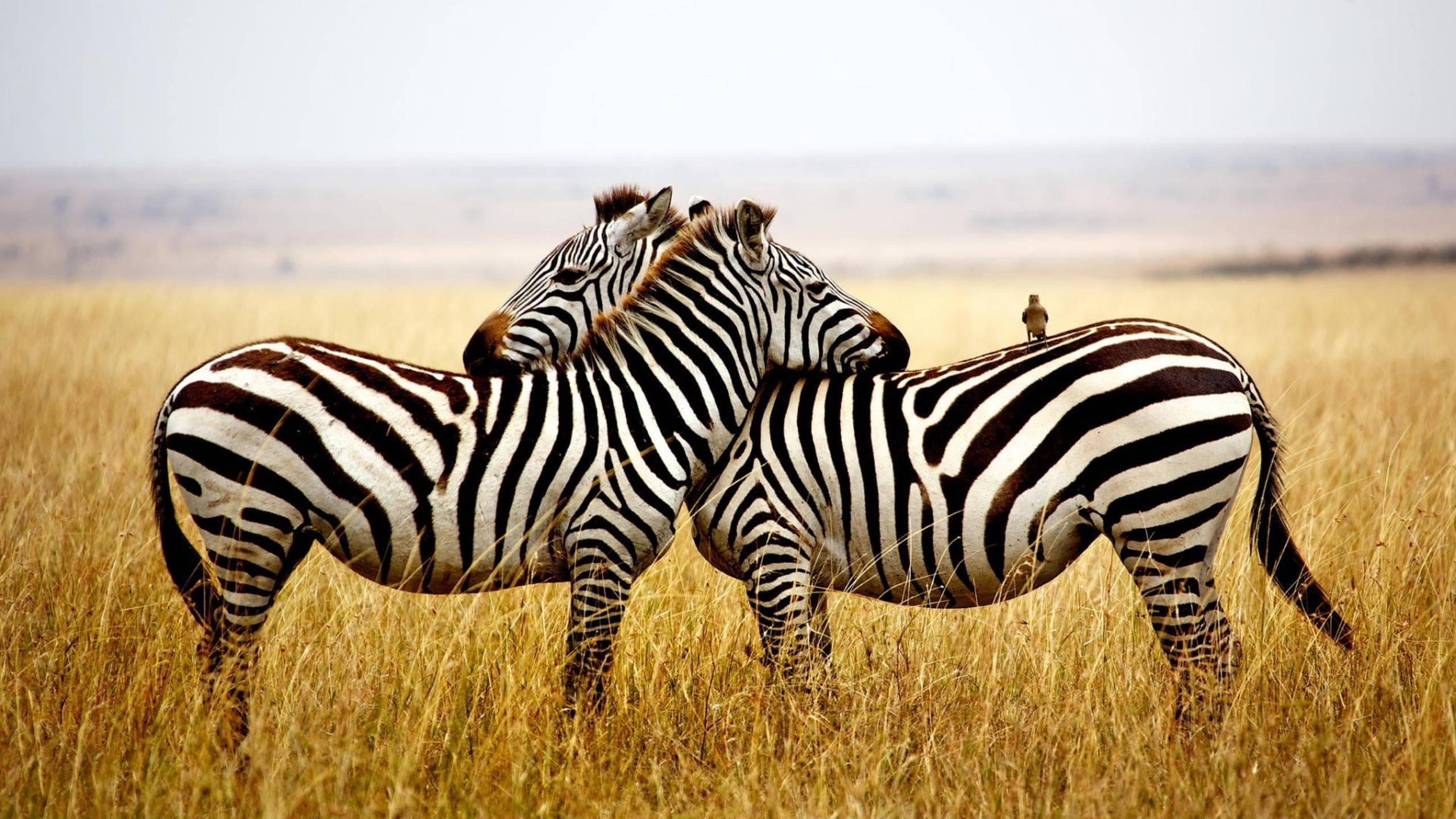 Zoe Zebra, golden savanna grass, small bird, 2K Desktop Wallpaper