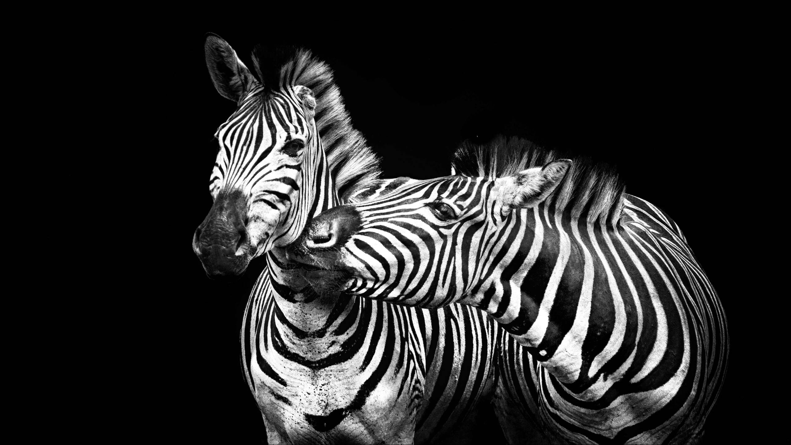Zoe Zebra, black and white, striped coats, 2K Desktop Wallpaper