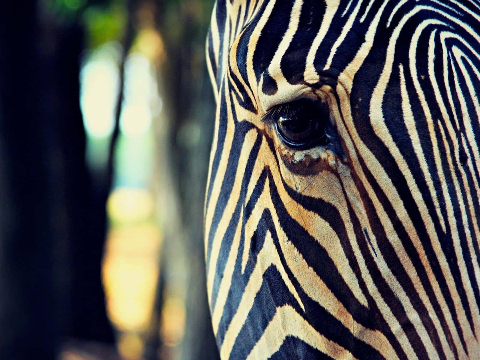 zebra, black and white stripes, close-up, HD Desktop Wallpaper
