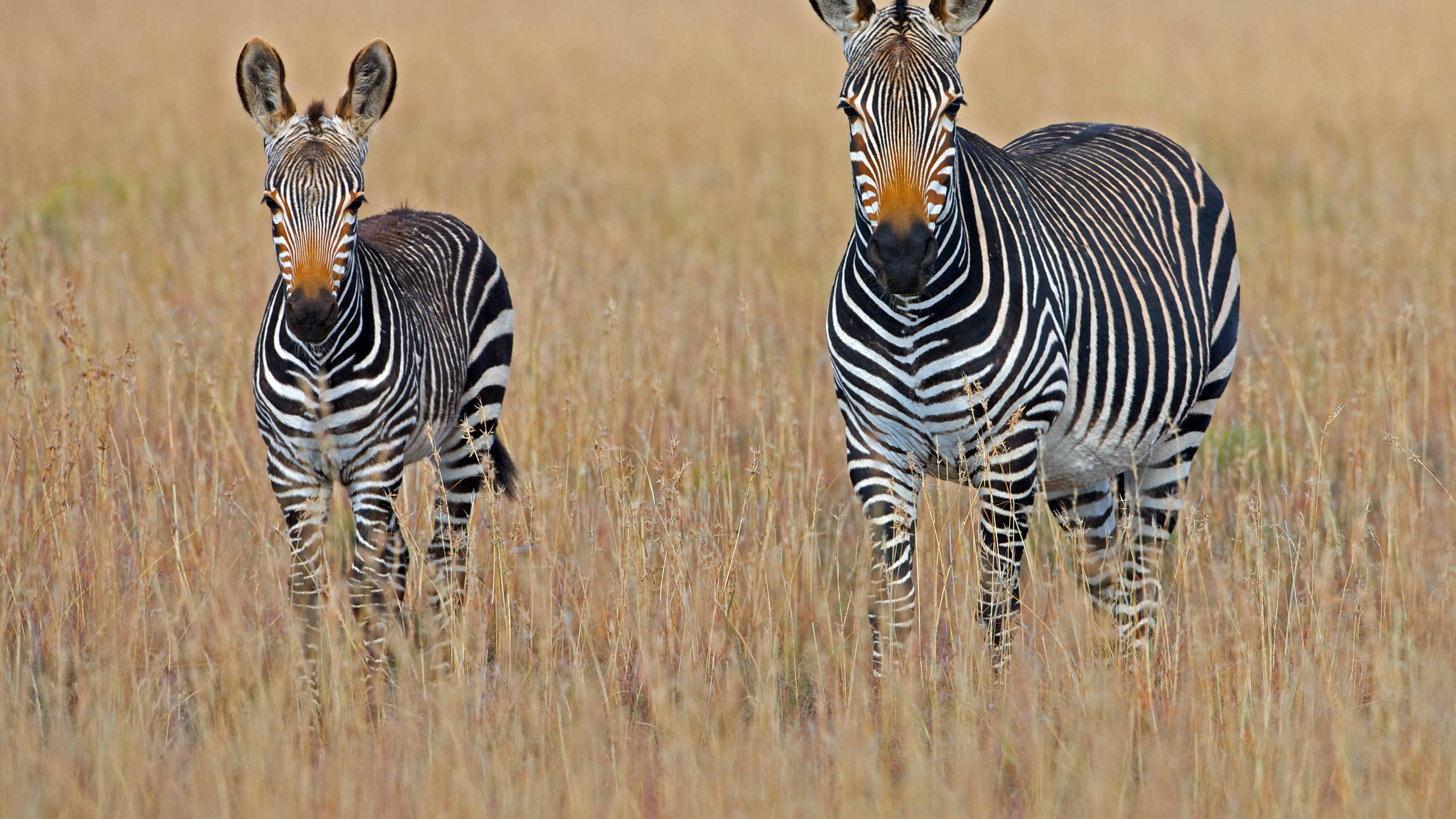 young zebra, adult zebra, golden grass, 2K Desktop Wallpaper