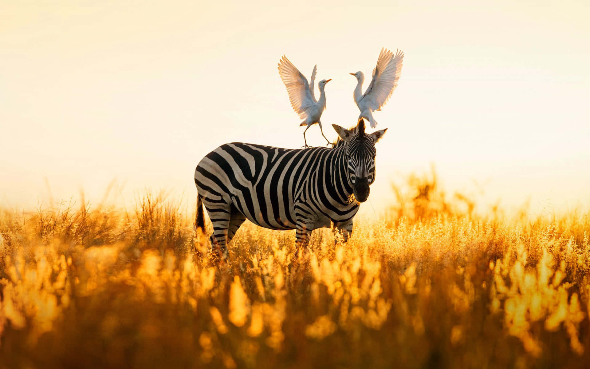 zebra, egrets, sunset, Full HD Desktop Wallpaper