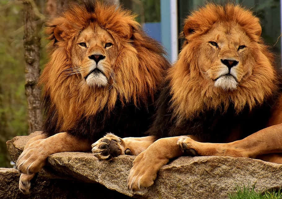 lions, fluffy mane, zoo, SD Desktop Wallpaper