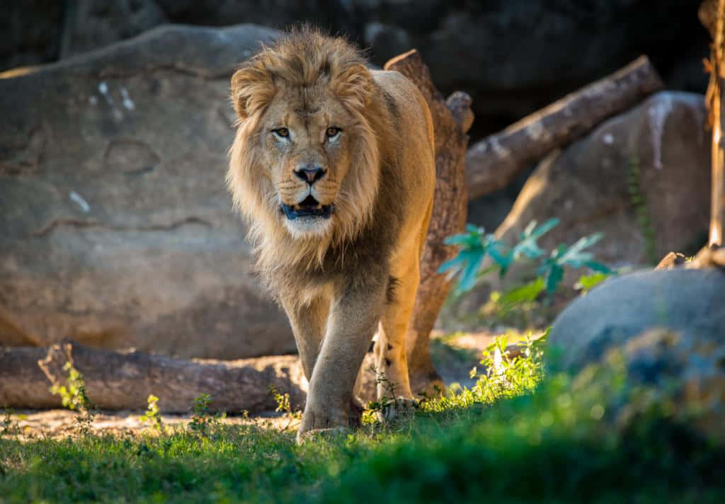 lion, male lion, grass, SD Desktop Wallpaper