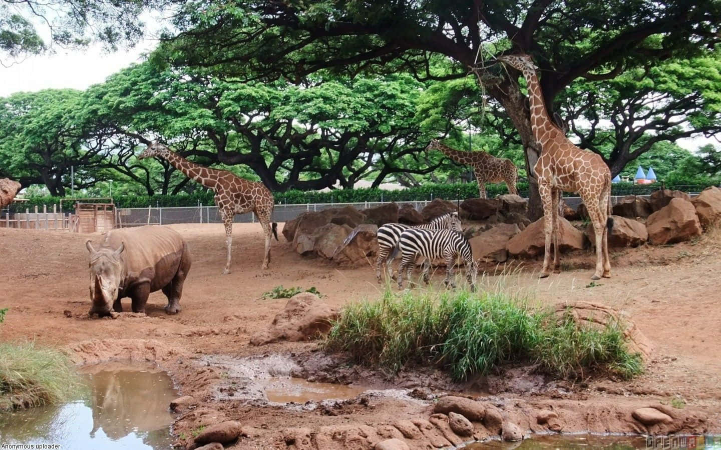 giraffes, zebras, rhinoceros, HD Desktop Wallpaper