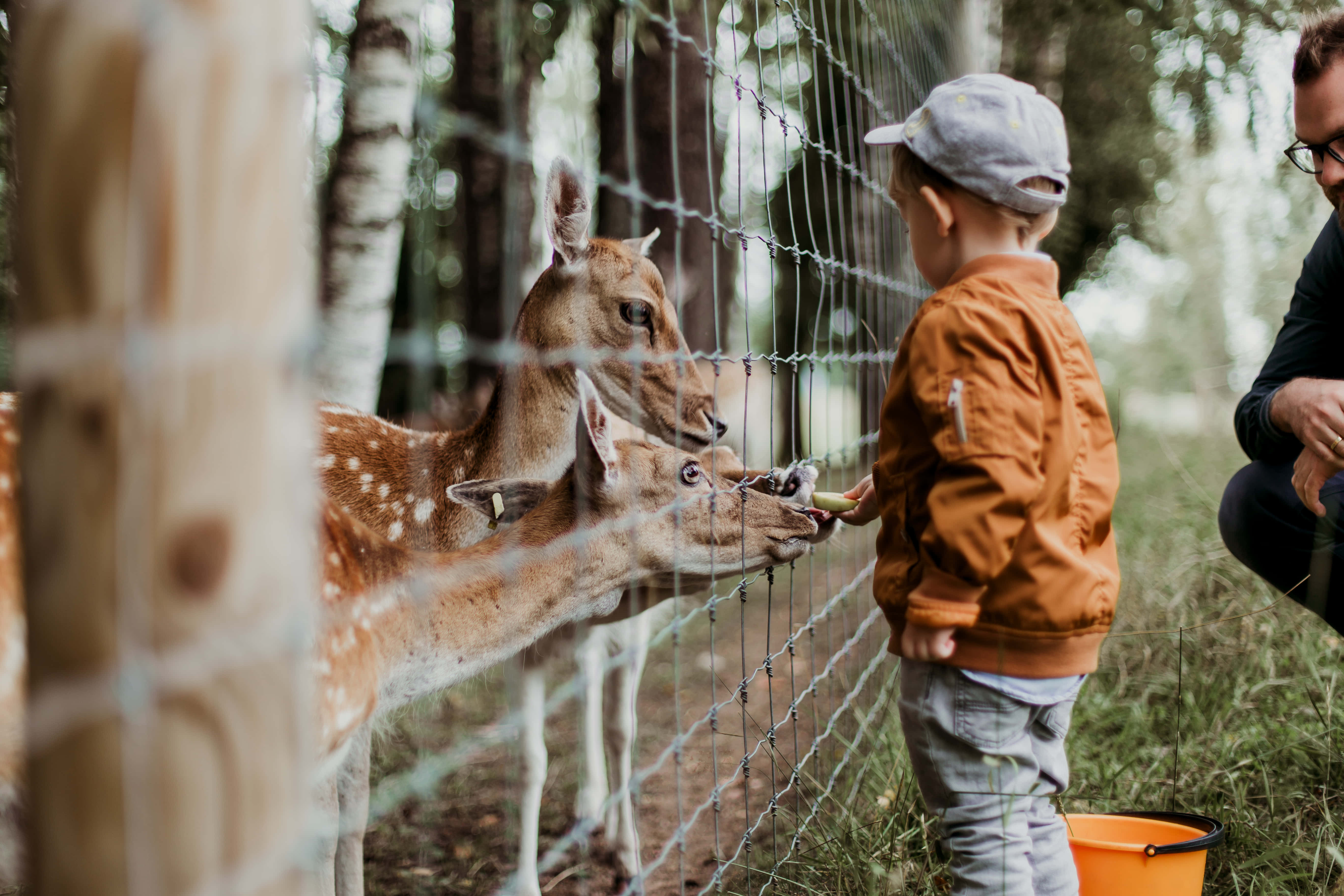 kid, deer, zoo, 5K Desktop Wallpaper