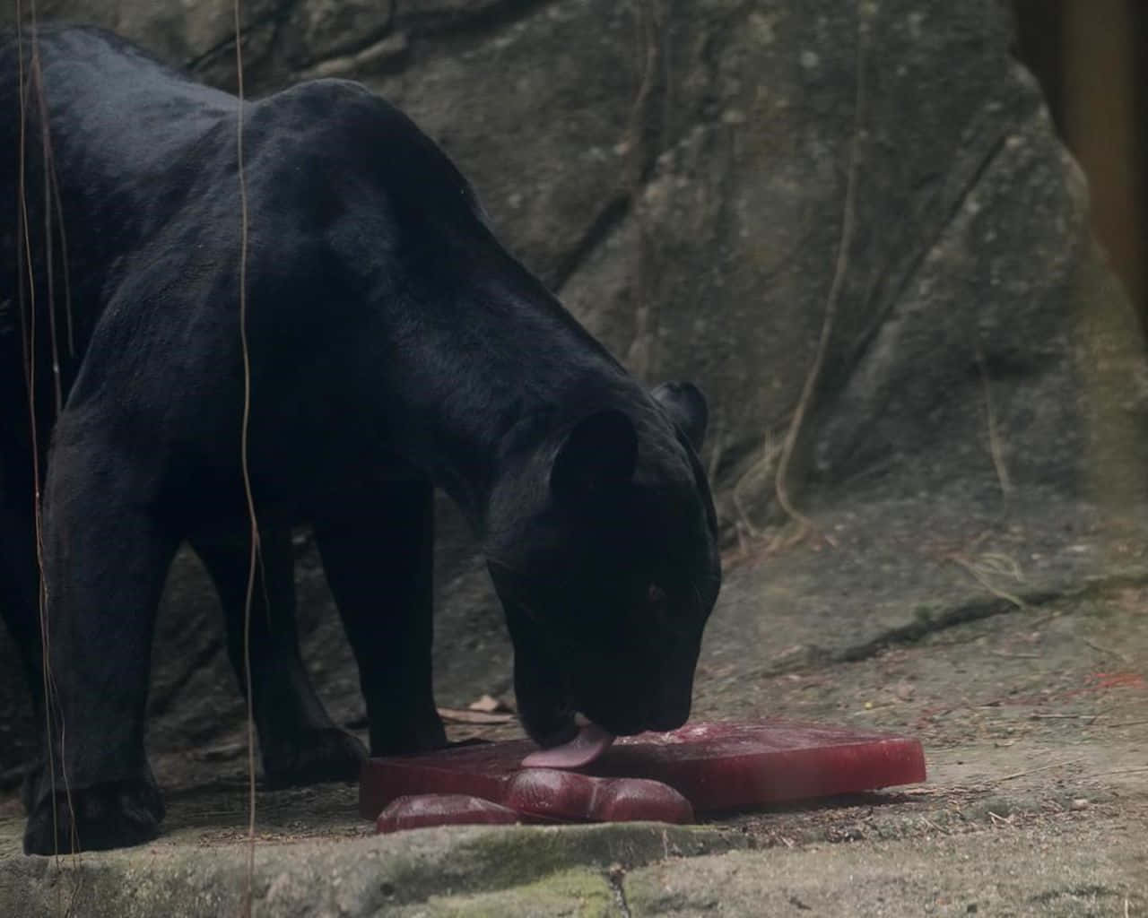 black panther, raw meat, stone surface, HD Desktop Wallpaper
