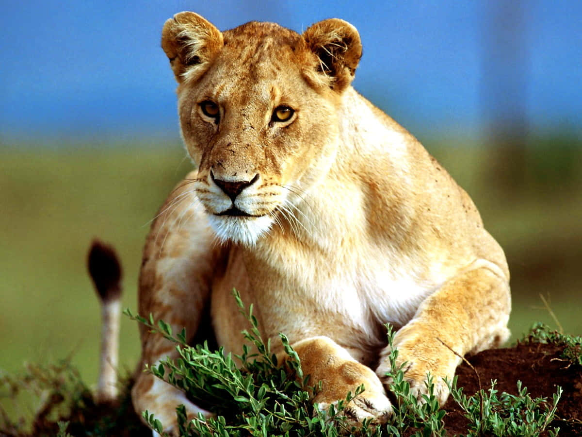 lioness, zoo, grassy terrain, SD Desktop Wallpaper