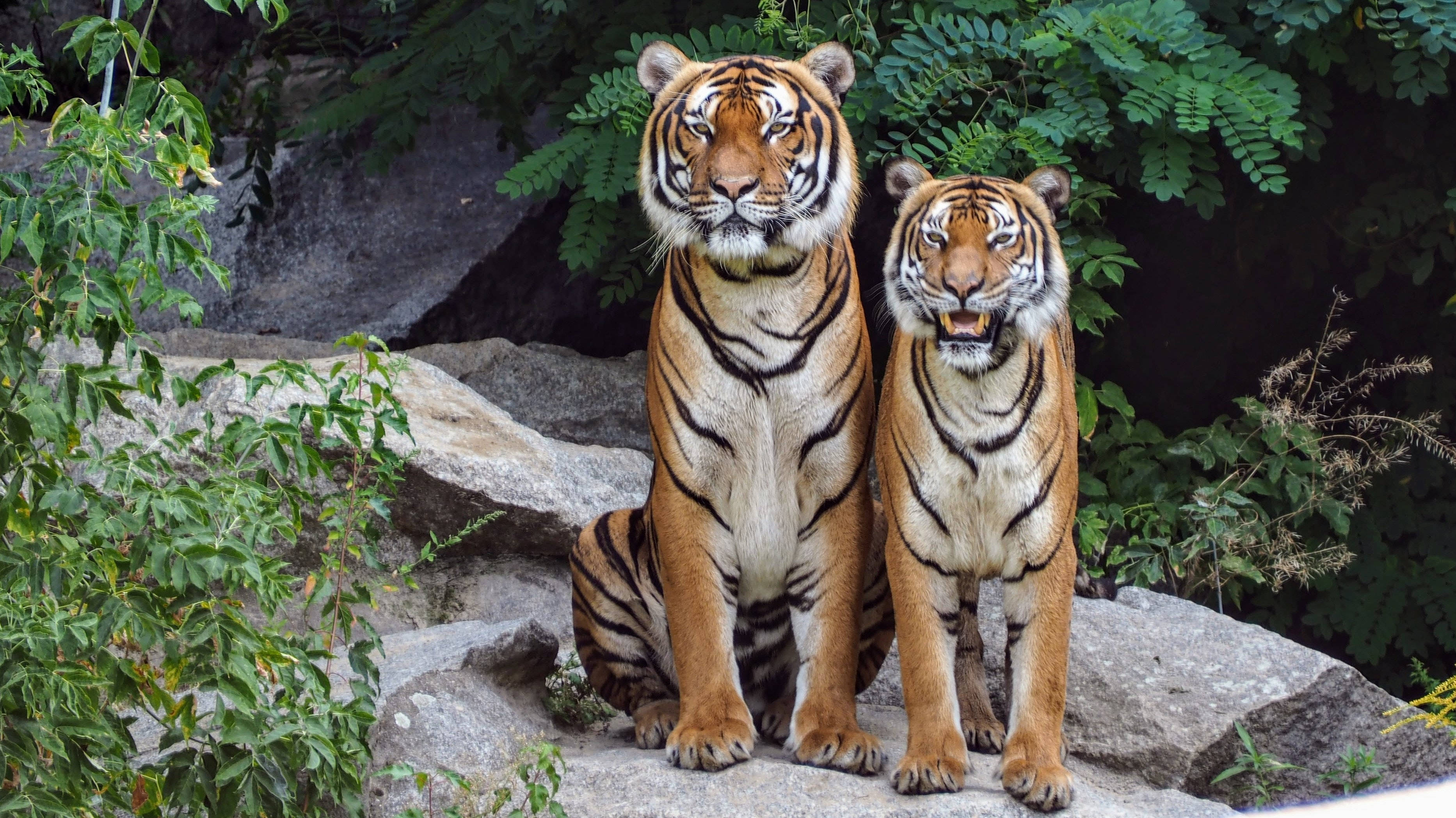 tigers, lush green foliage, naturalistic enclosure, 2K Desktop Wallpaper