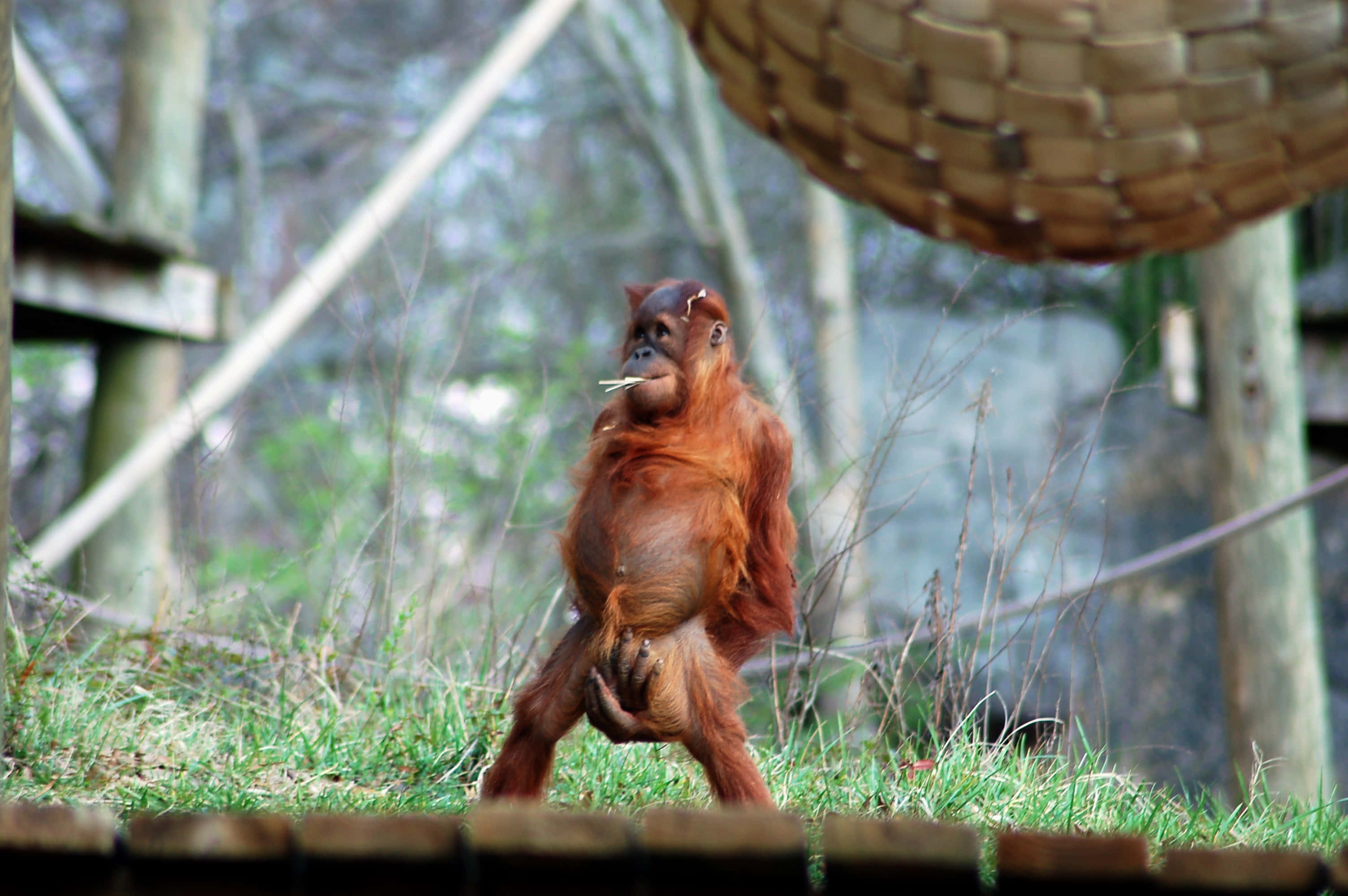 orangutan, long arms, grassy enclosure, 2K Desktop Wallpaper