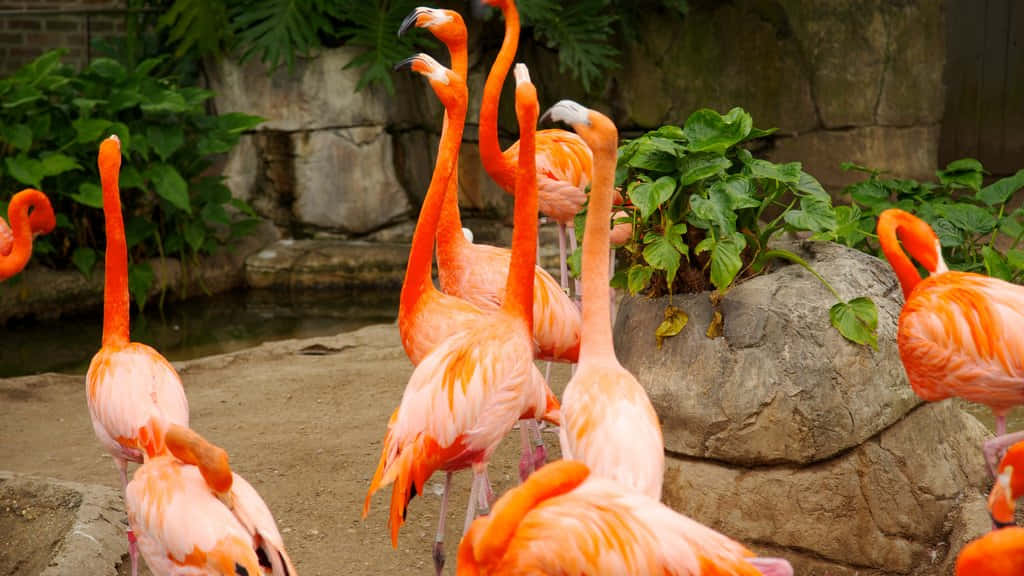 pink flamingos, zoo, lush greenery, SD Desktop Wallpaper