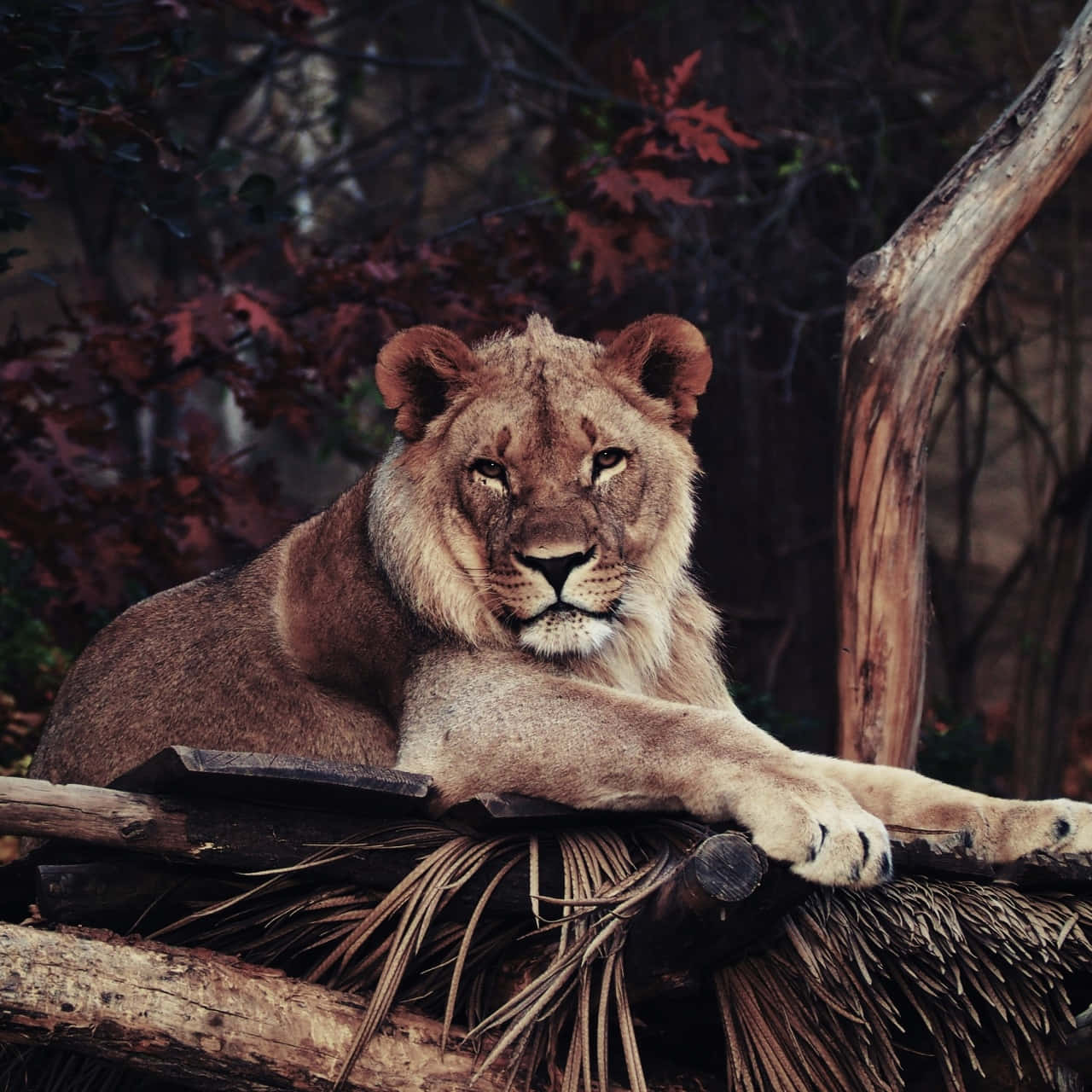 lioness, wooden platform, autumnal foliage, HD Desktop Wallpaper