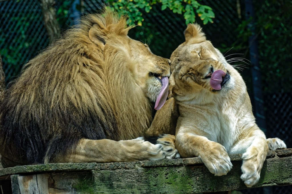 lion, lioness, wooden ledge, SD Desktop Wallpaper
