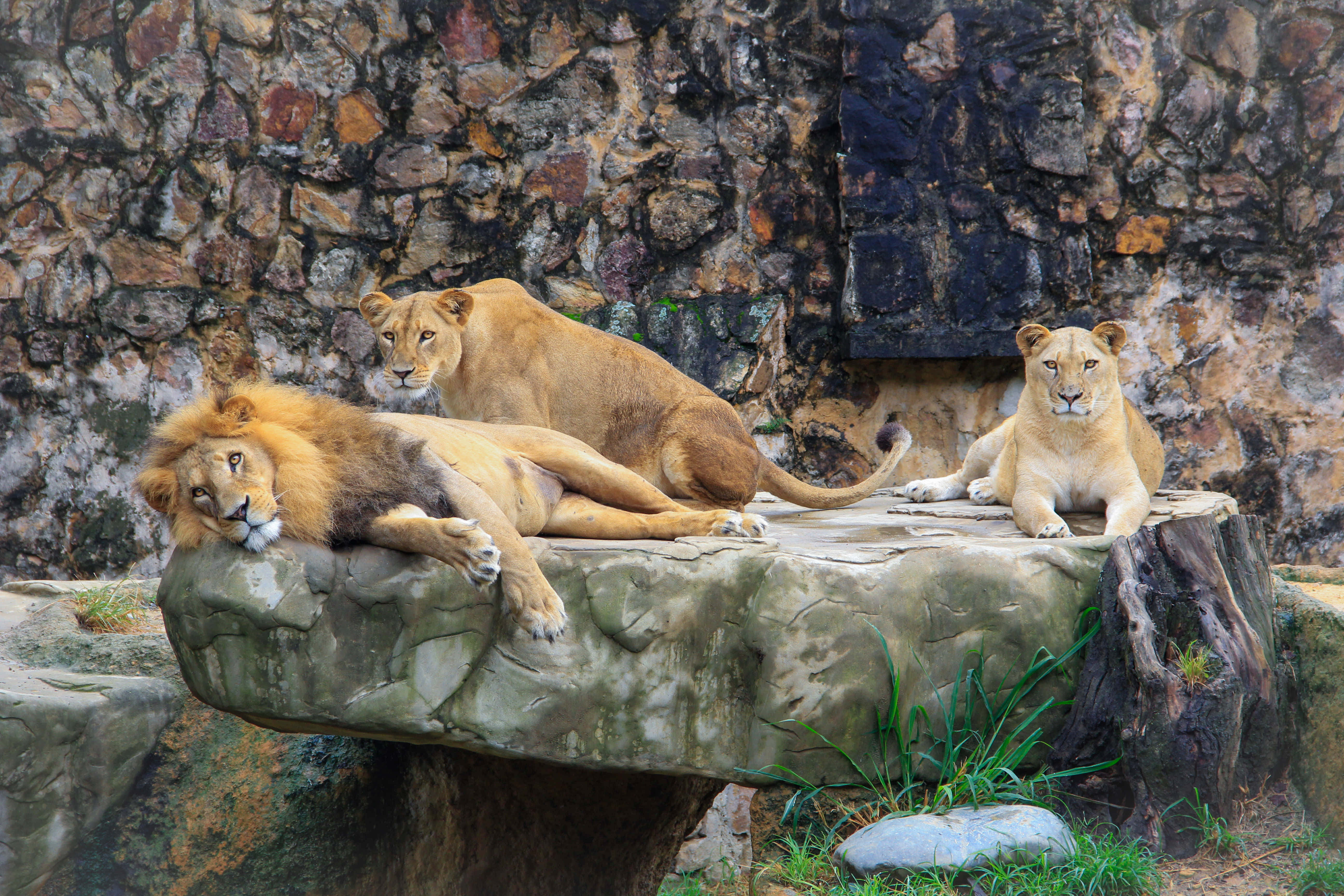 lion family, zoo, mossy rock ledge, 5K Desktop Wallpaper