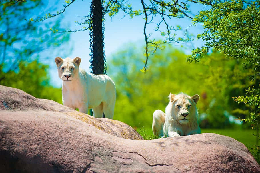 white lions, zoo, sunlit rocks, SD Desktop Wallpaper