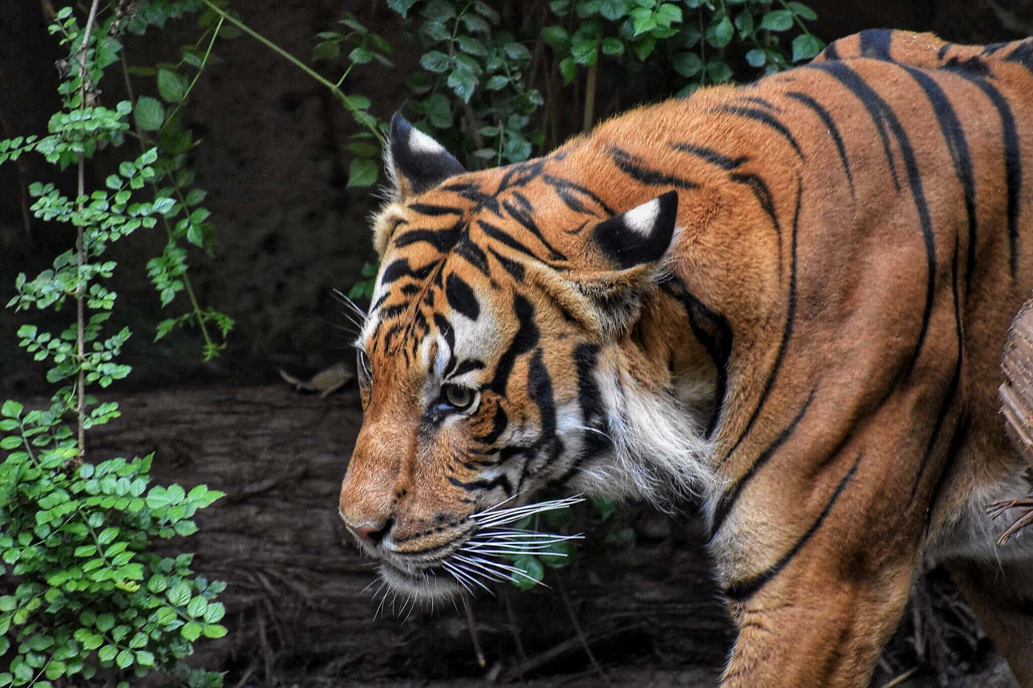 tiger, orange fur, black stripes, Full HD Desktop Wallpaper