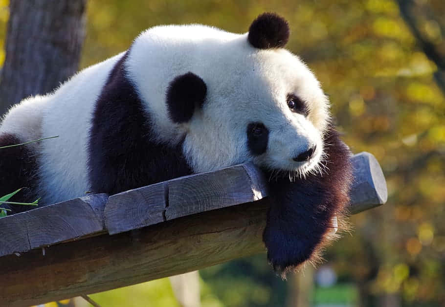 giant panda, wooden beam, soft sunlight, SD Desktop Wallpaper