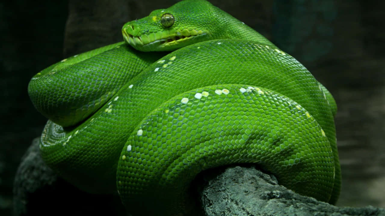 zoo animal, green tree python, mossy branch, HD Desktop Wallpaper