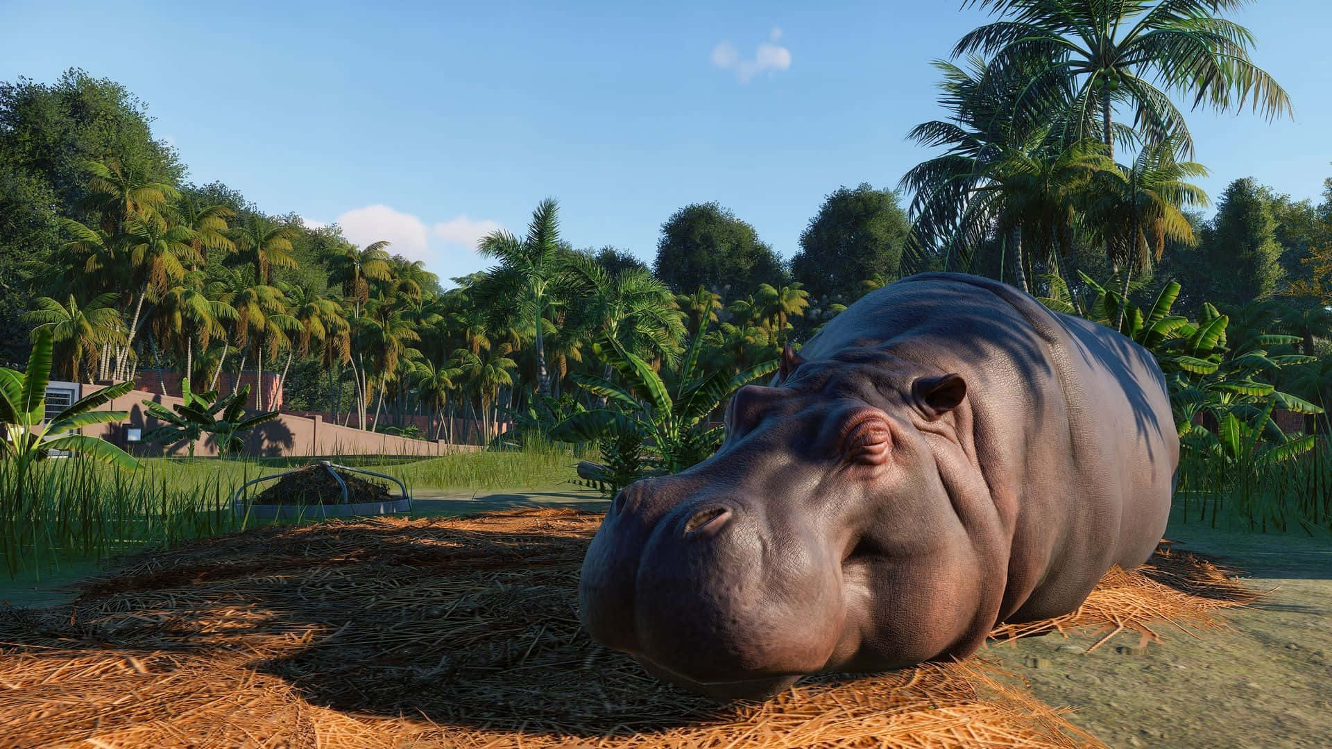 Zoo, sleeping hippopotamus, straw bed, Full HD Desktop Wallpaper