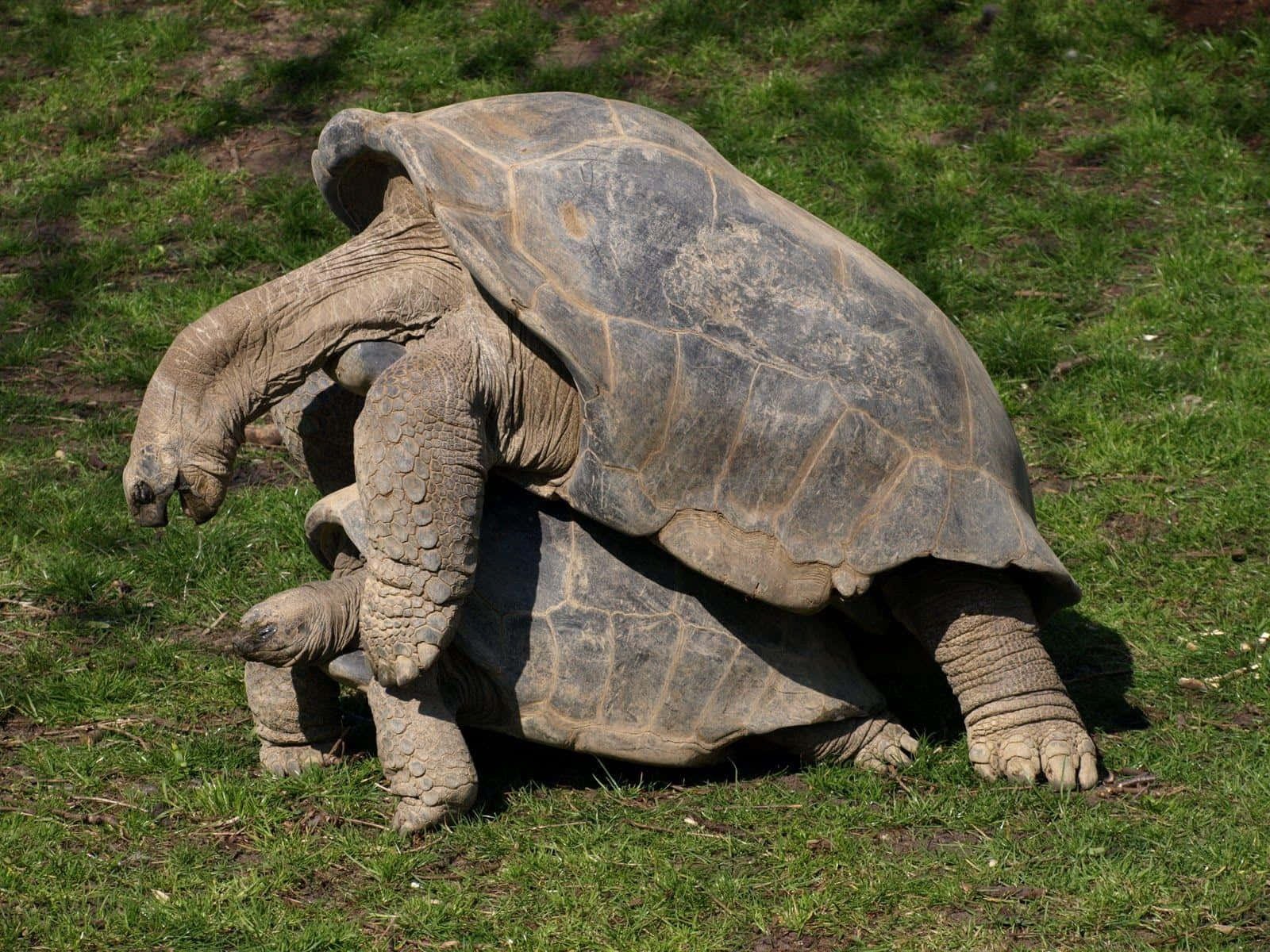 giant tortoises, mating, sunlit grassy field, HD Desktop Wallpaper