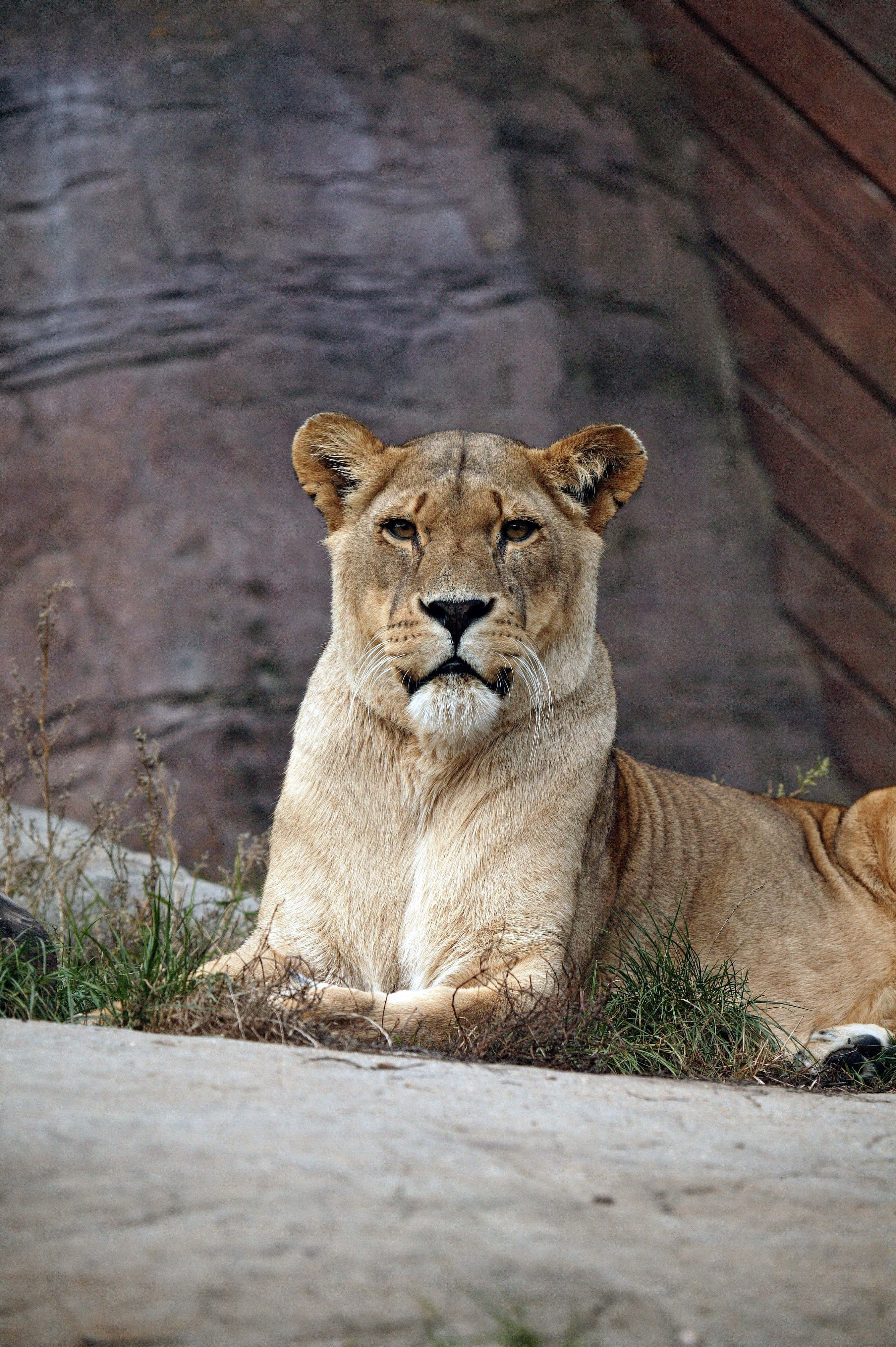lioness, zoo, grass, 4K Phone Wallpaper
