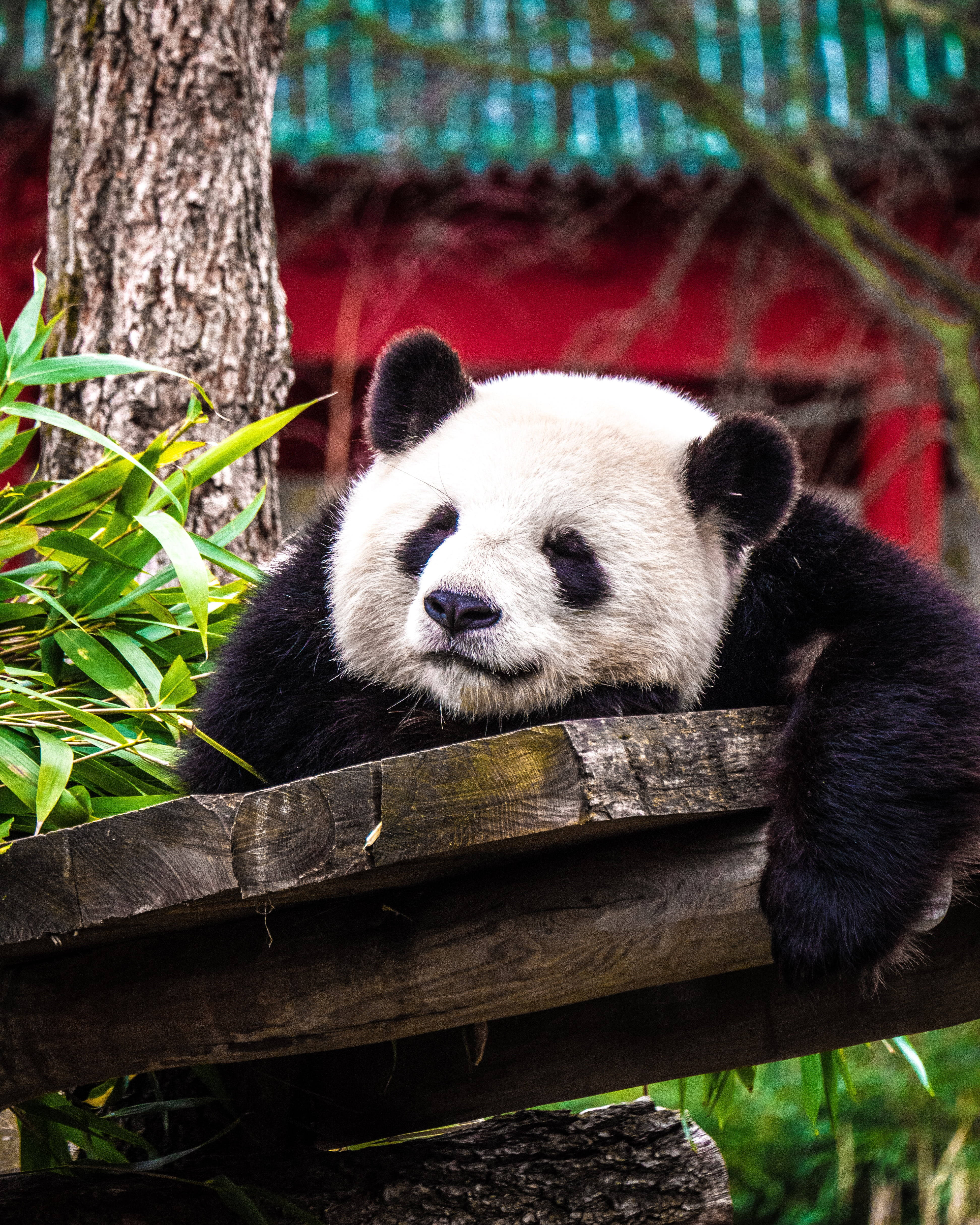 giant panda, wooden beam, lush bamboo, 4K Phone Wallpaper