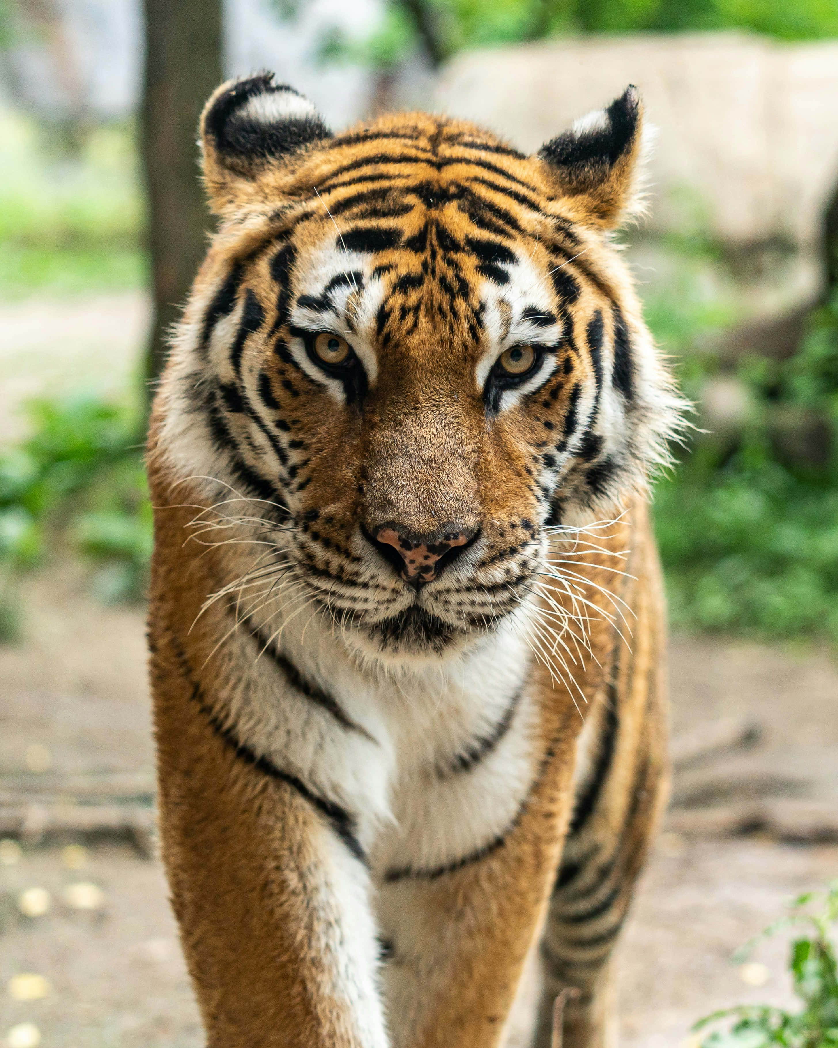 tiger, orange fur, black stripes, 2K Phone Wallpaper