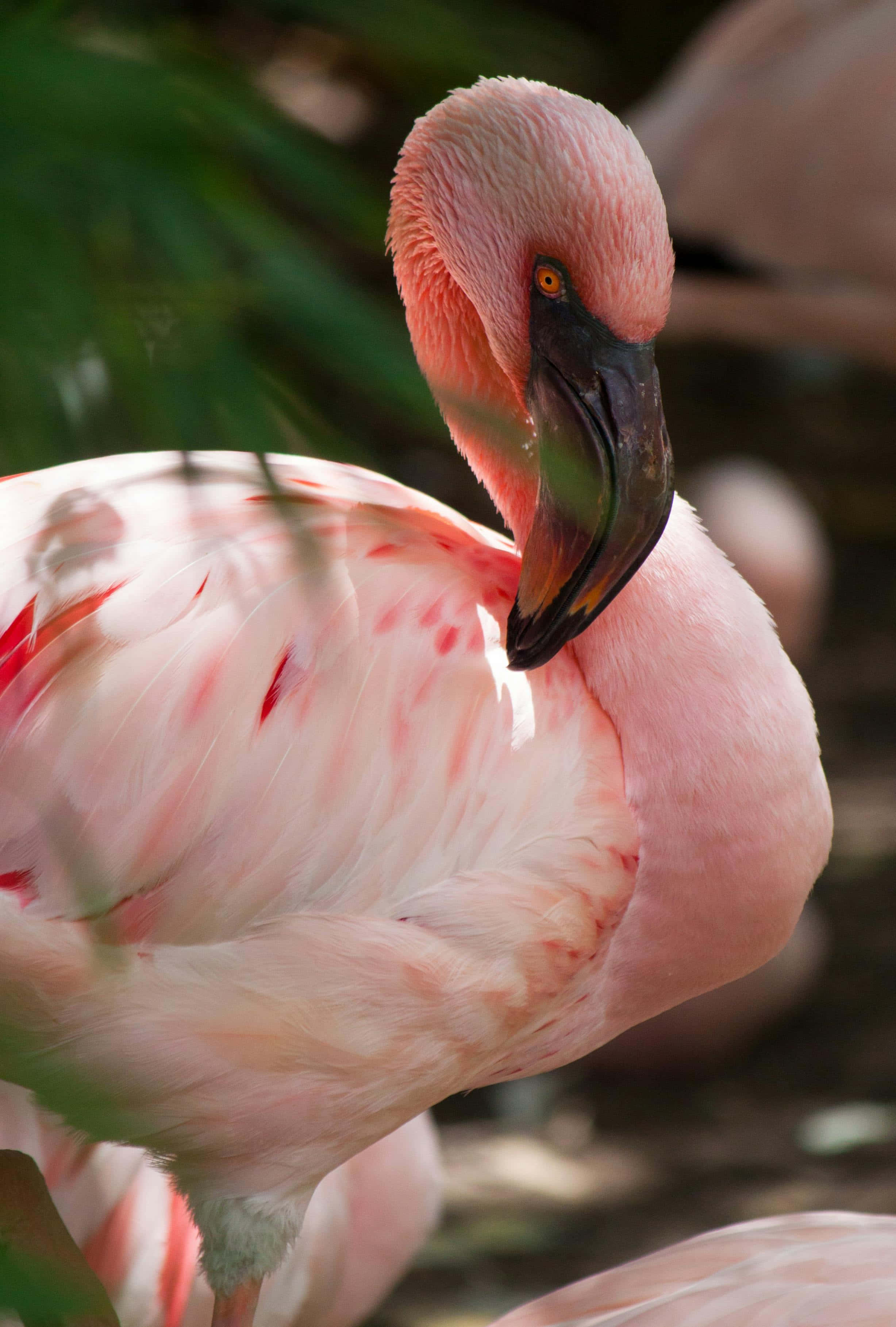 flamingo, pink, preening its feathers, 2K Phone Wallpaper